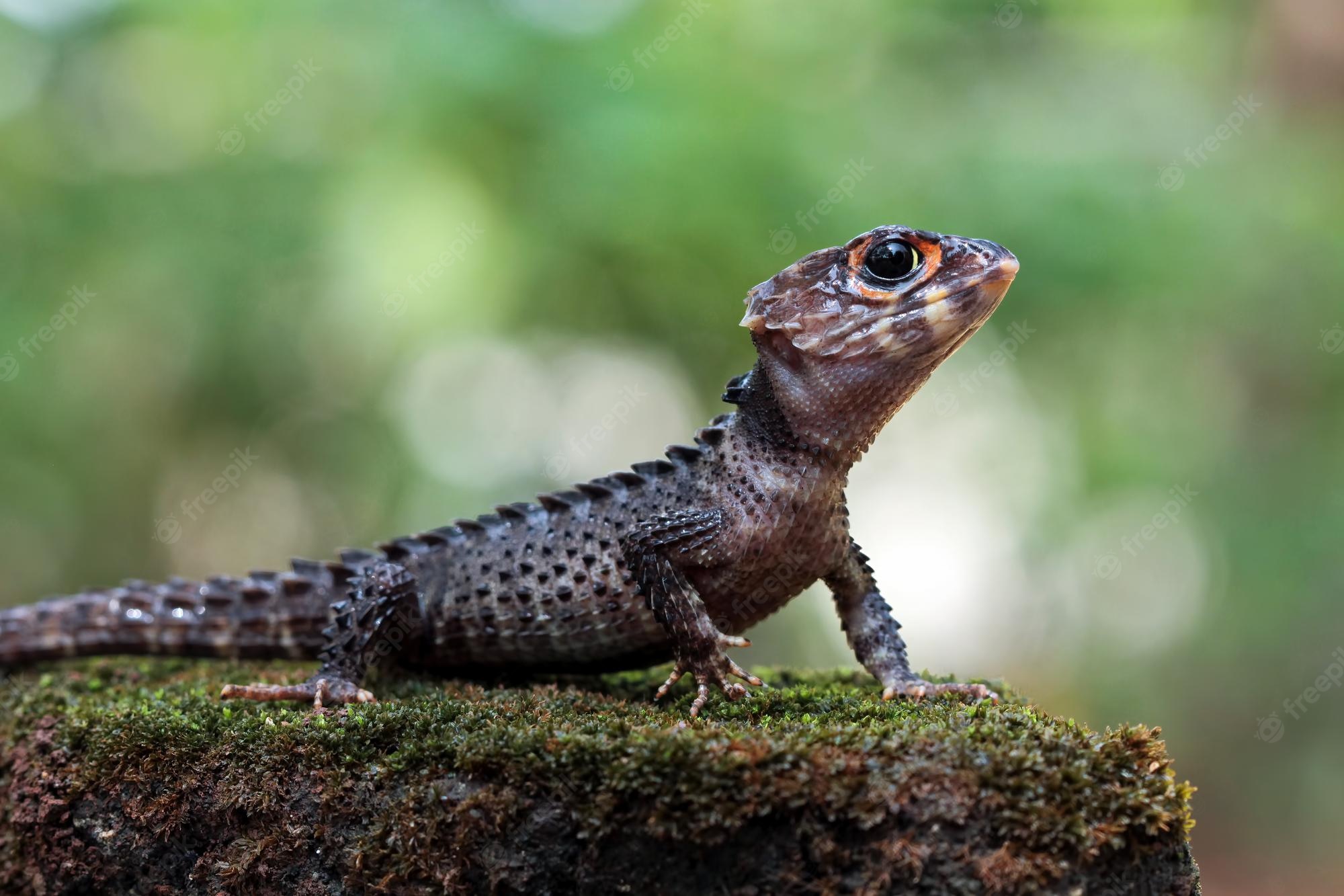 Skink Wallpapers