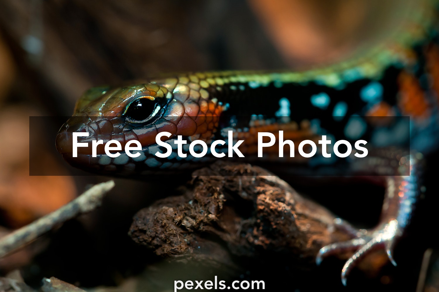 Skink Wallpapers