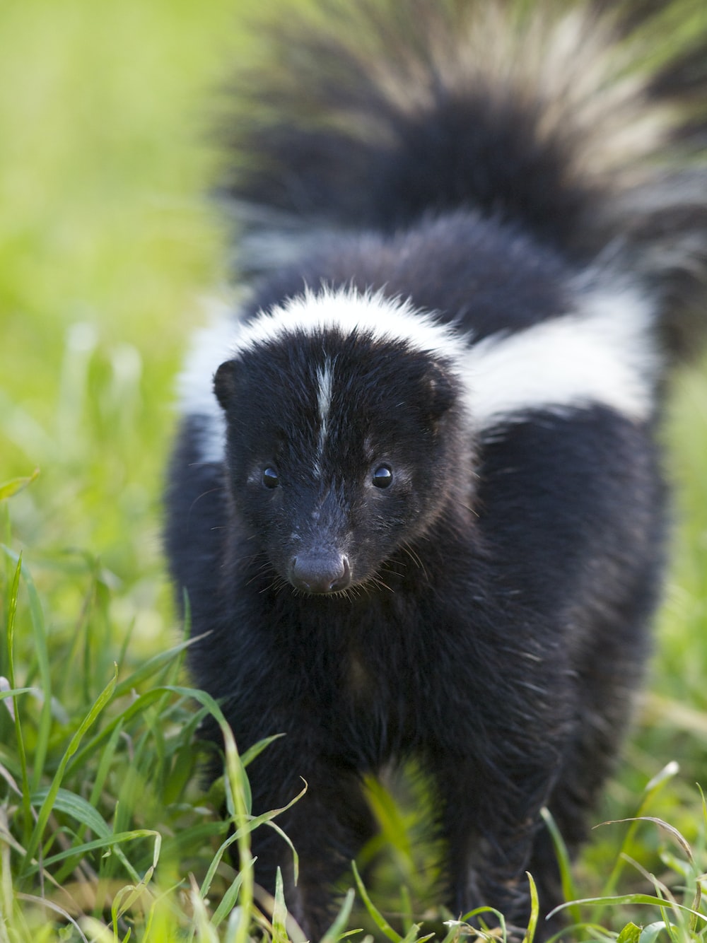 Skunks Wallpapers