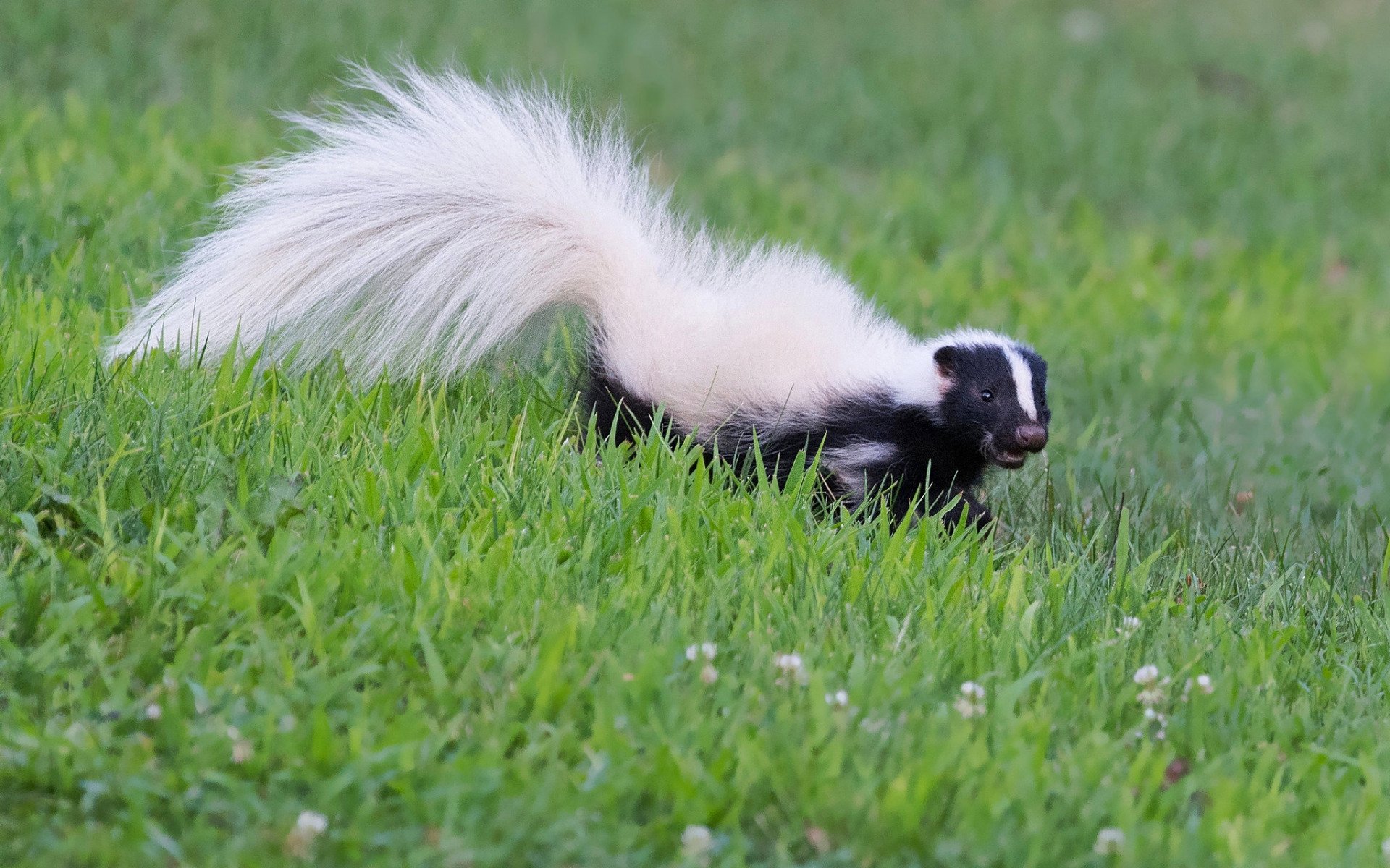 Skunks Wallpapers