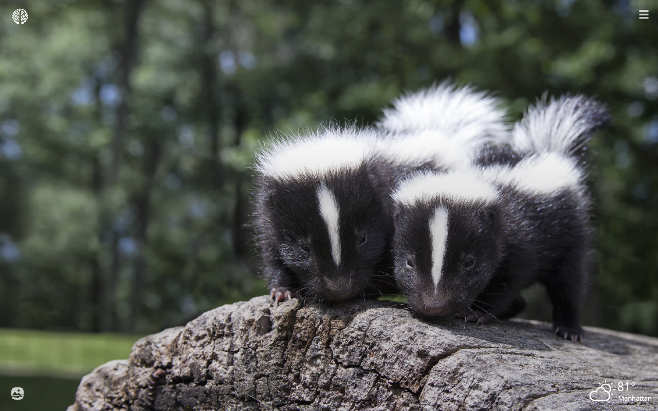 Skunks Wallpapers