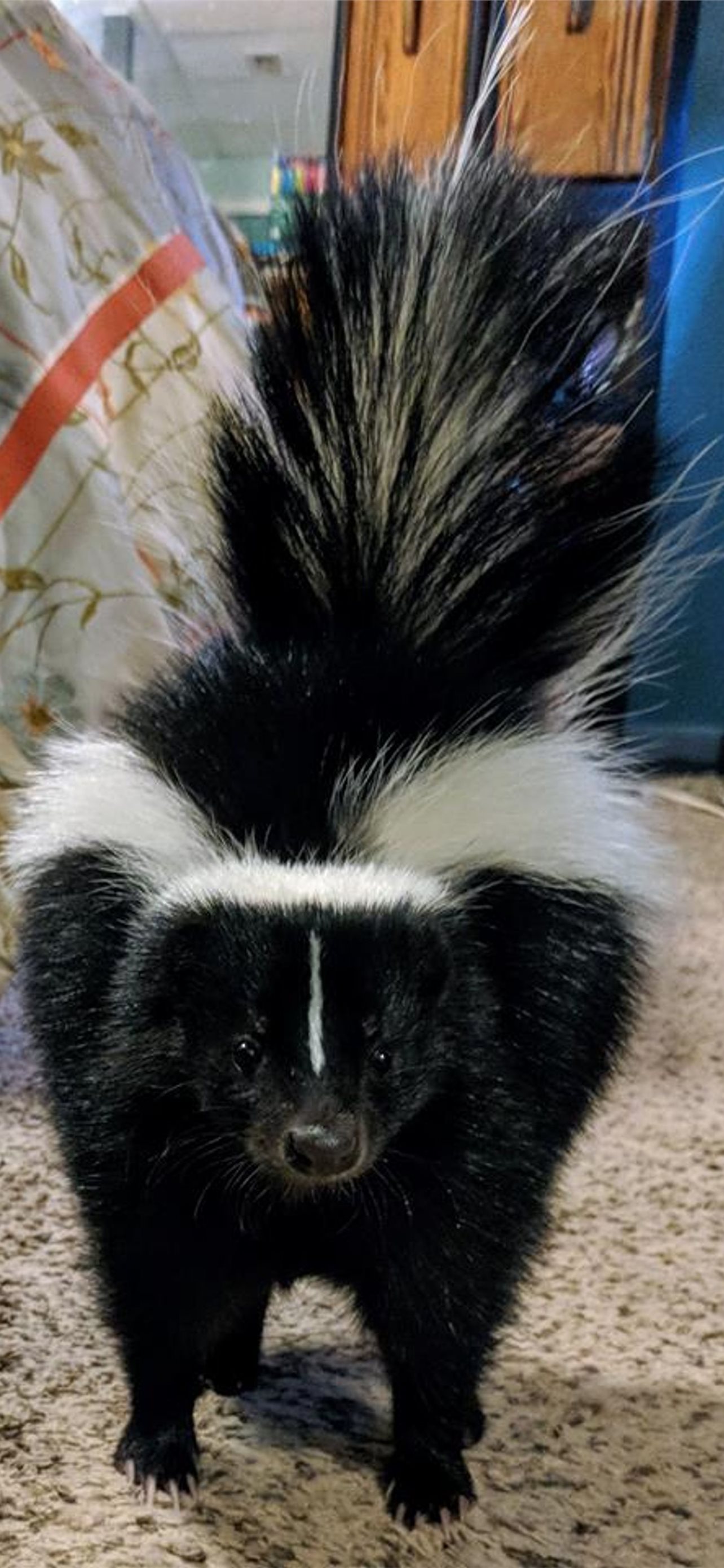 Skunks Wallpapers