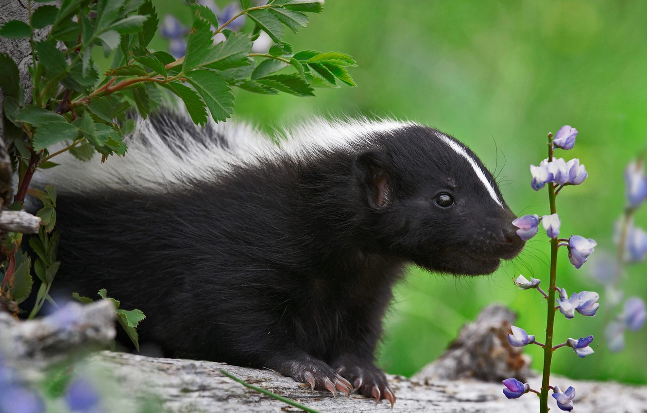 Skunks Wallpapers