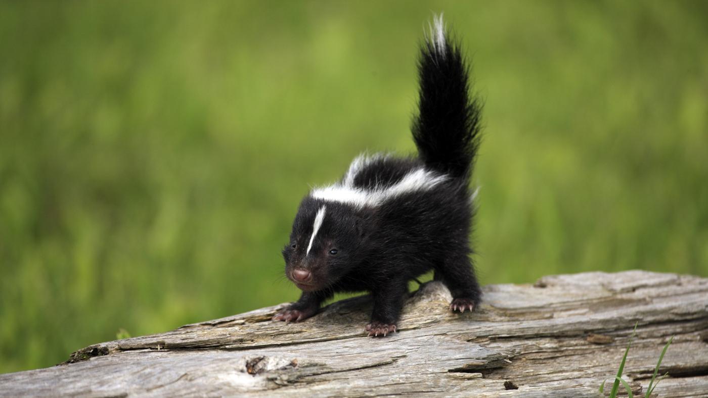 Skunks Wallpapers