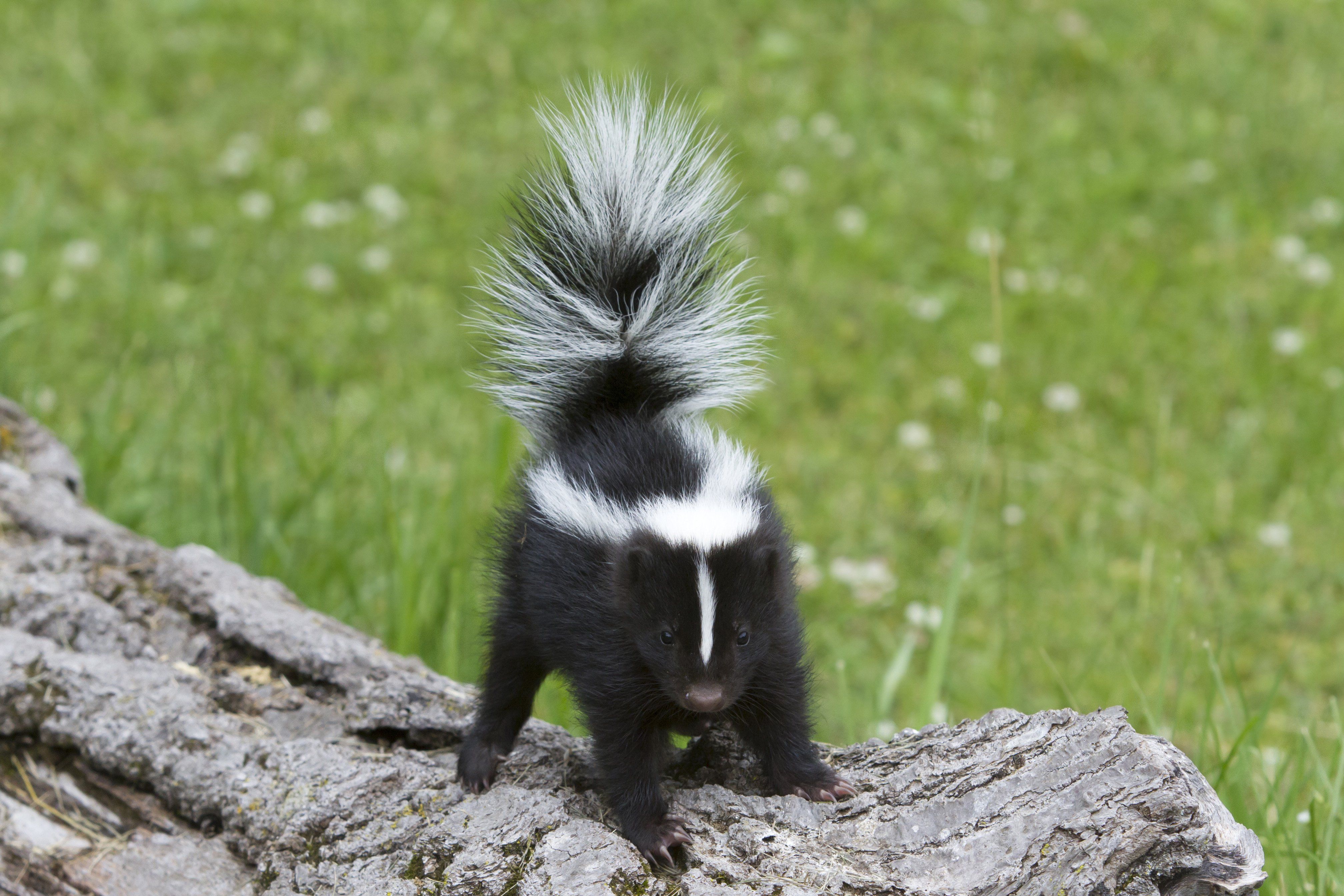 Skunks Wallpapers