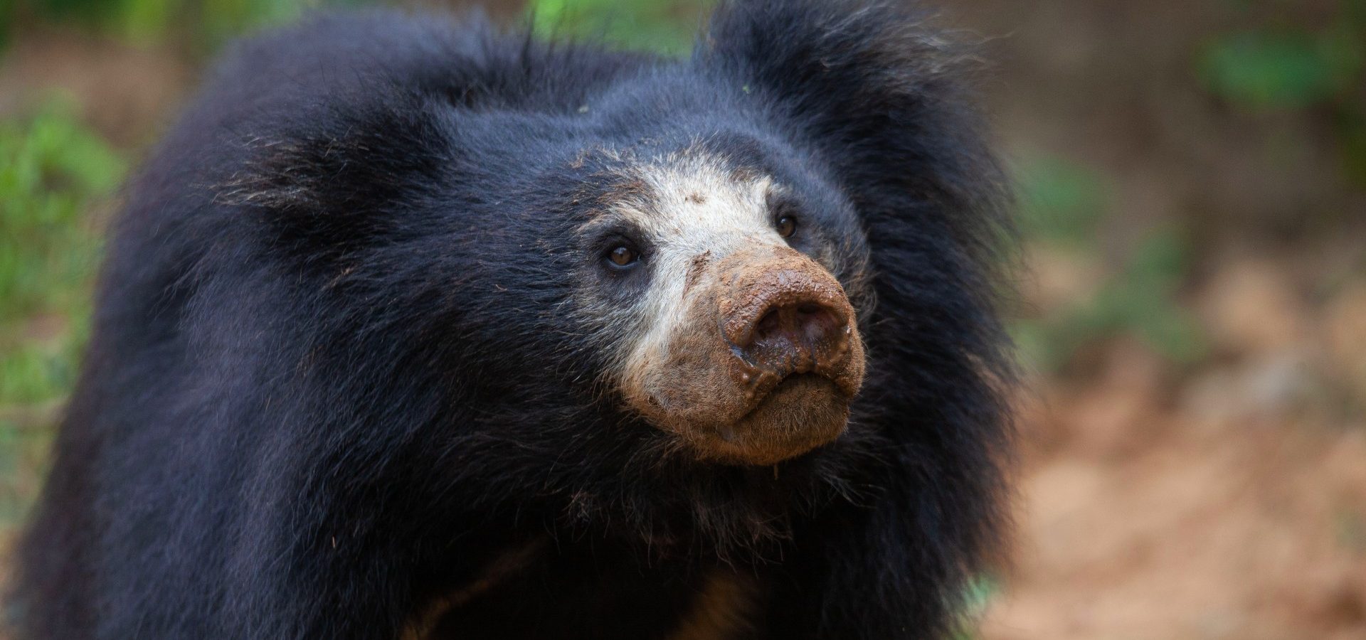 Sloth Bear Wallpapers