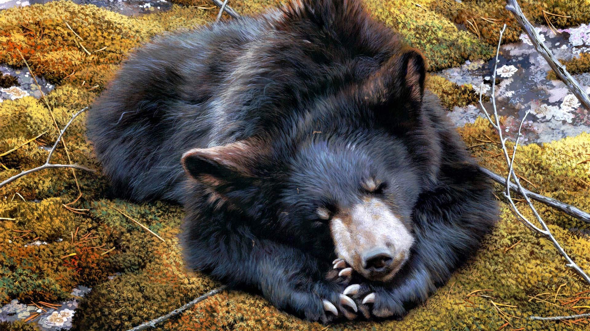 Sloth Bear Wallpapers