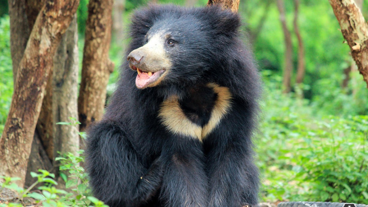 Sloth Bear Wallpapers