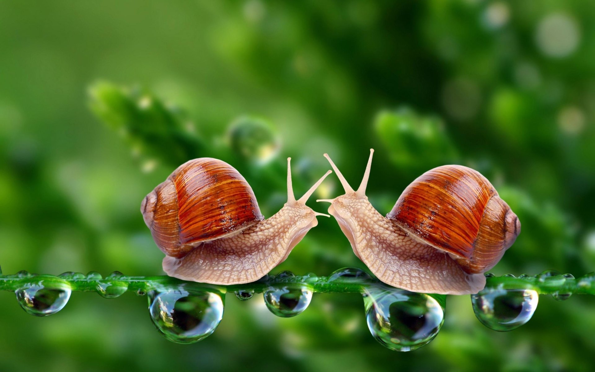 Snails Wallpapers