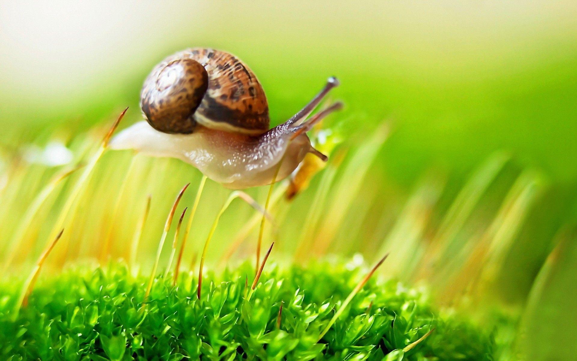 Snails Wallpapers