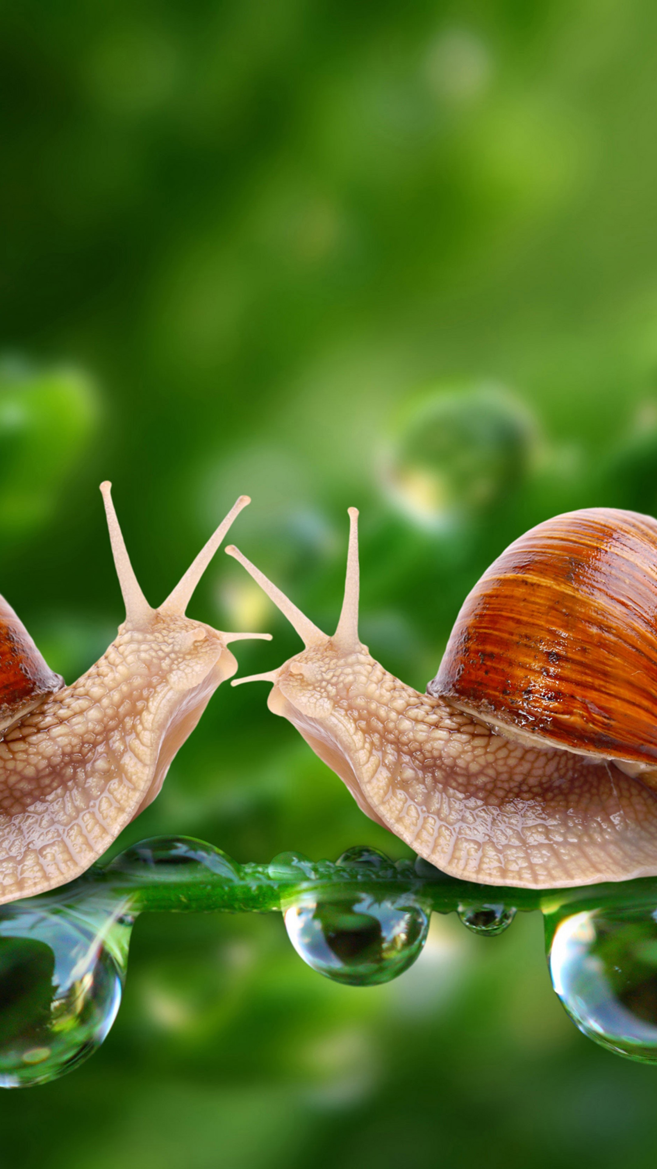 Snails Wallpapers