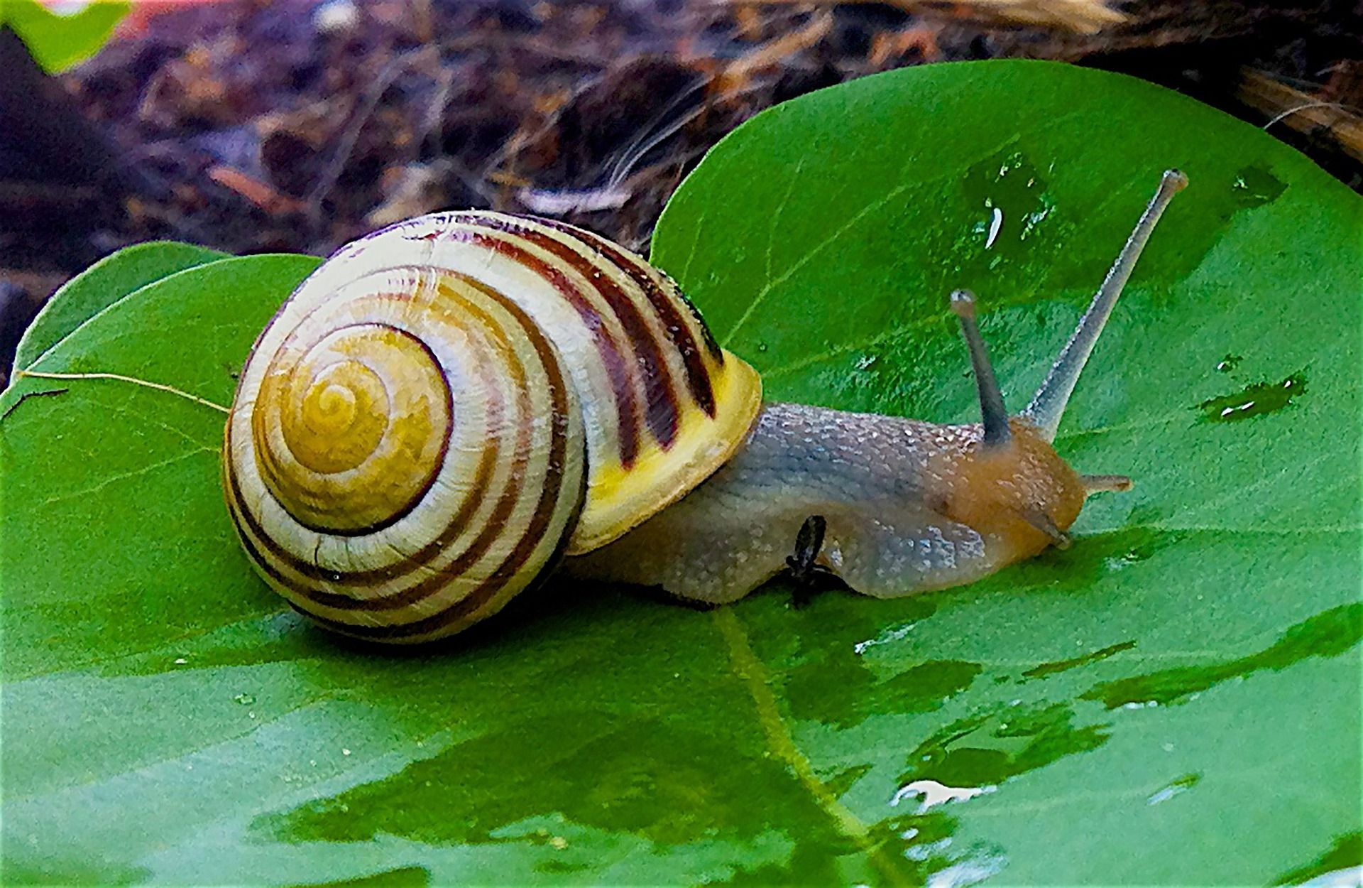 Snails Wallpapers