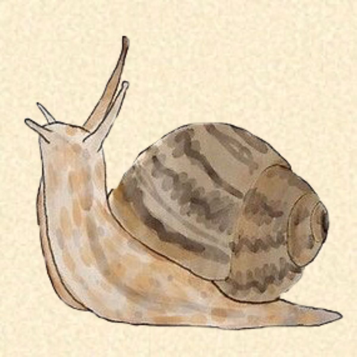 Snails Wallpapers