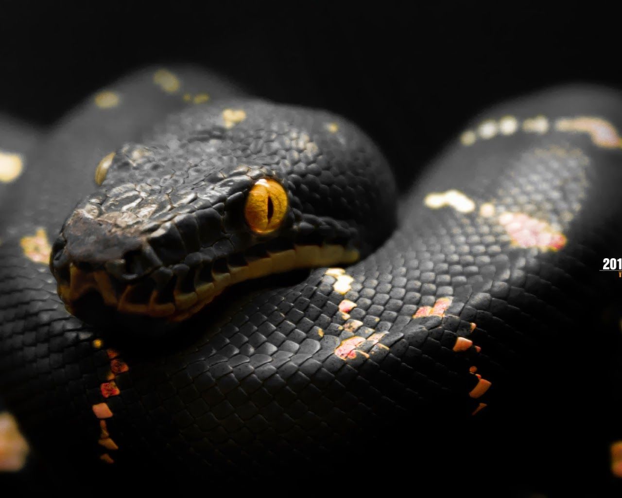 Snake Wallpapers