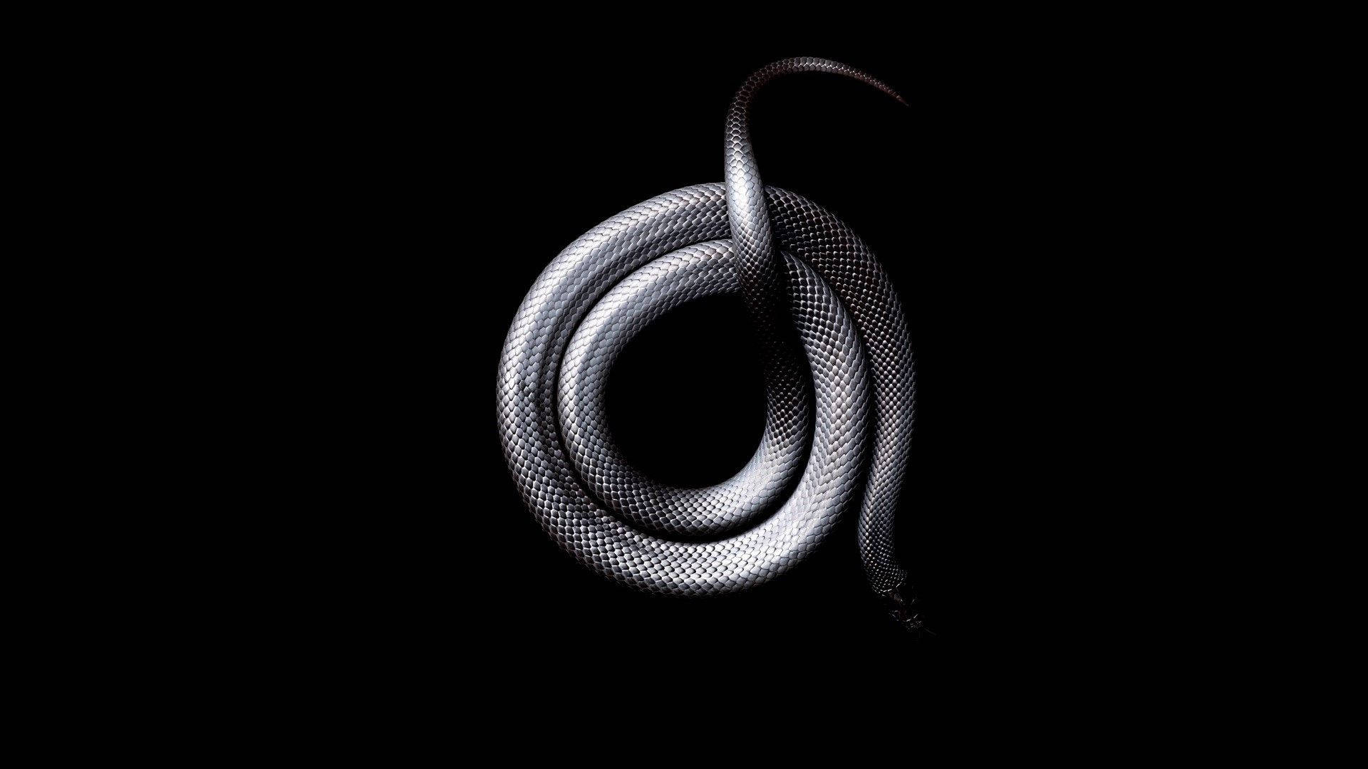 Snake Wallpapers