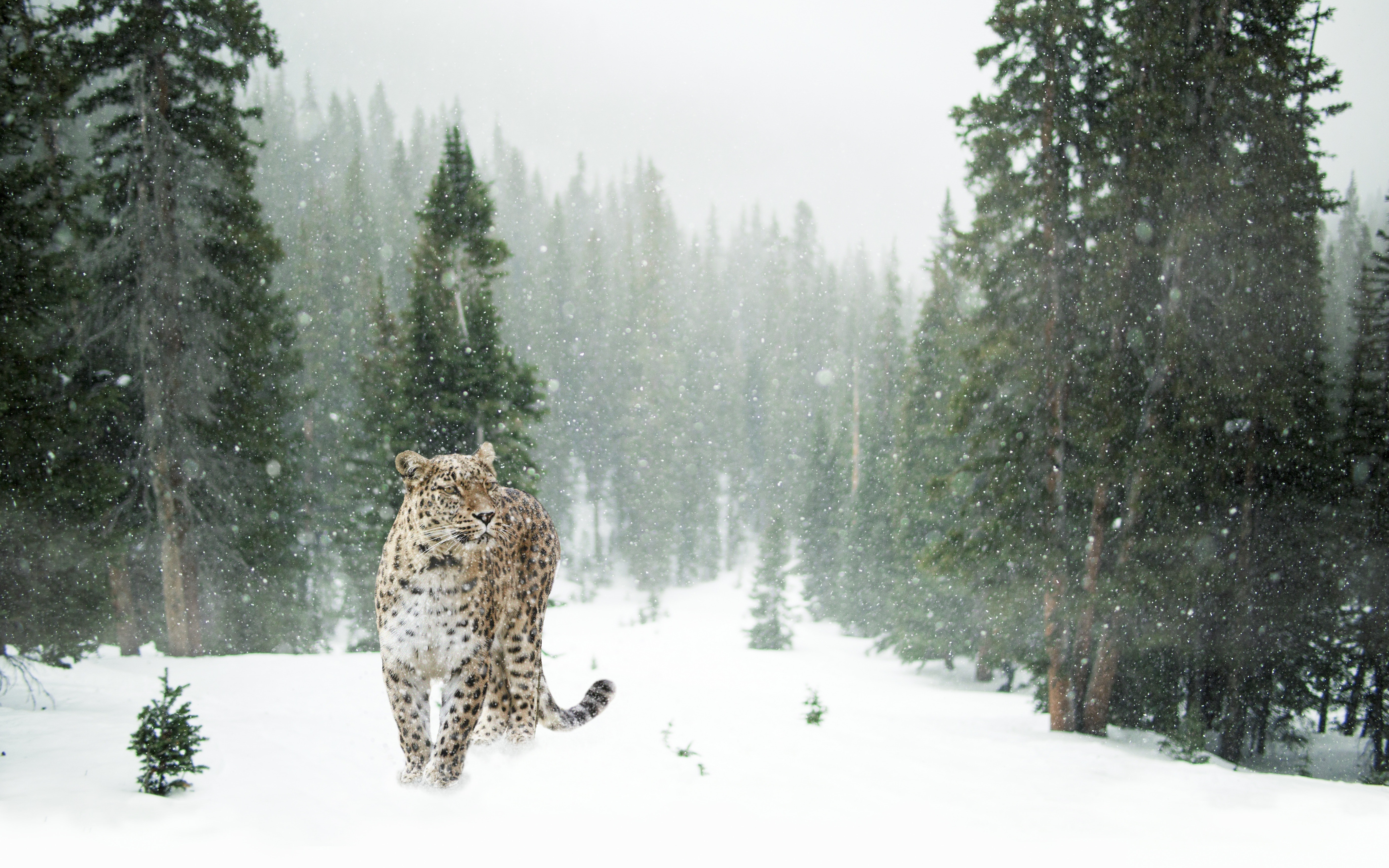 Snow Leopard Wallpapers