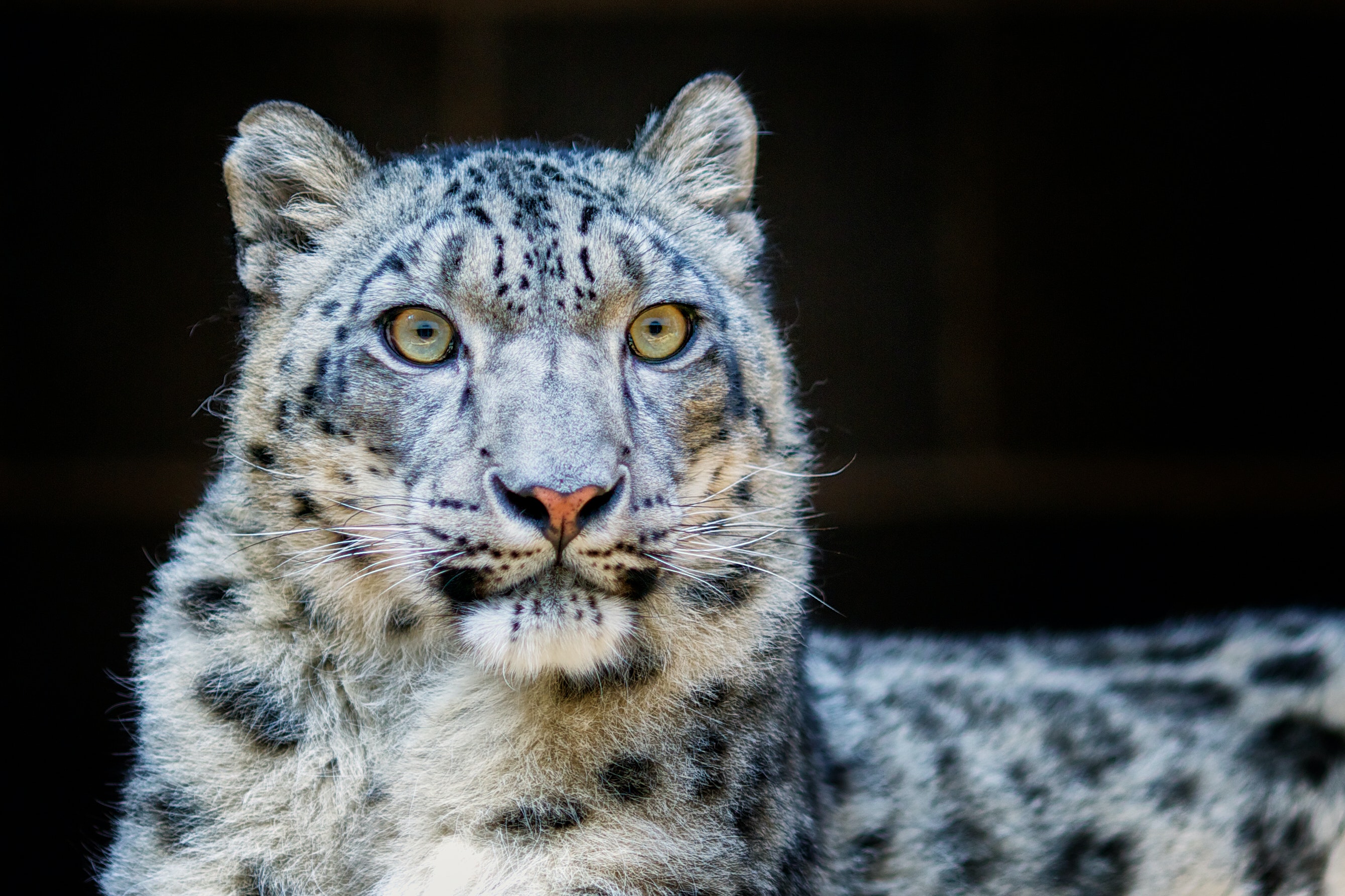 Snow Leopard Wallpapers