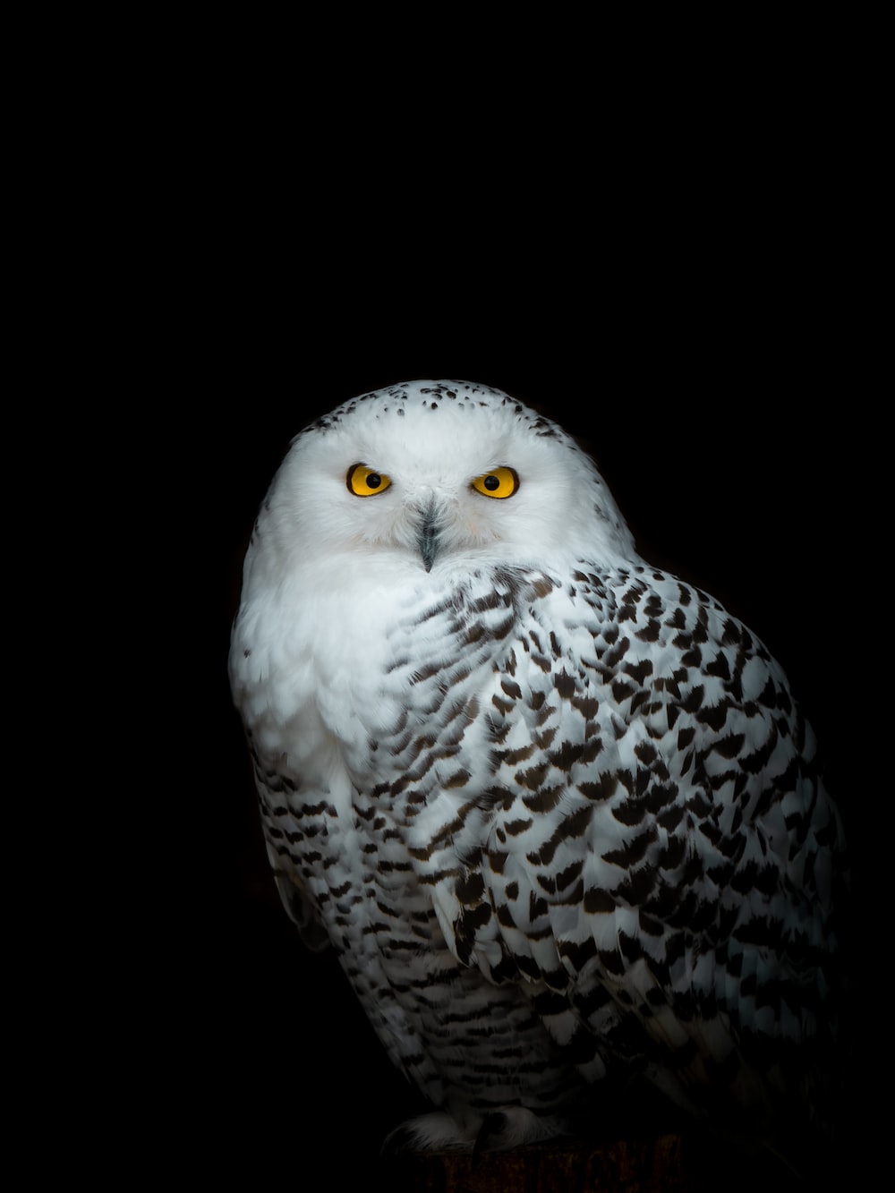 Snowy Owl Wallpapers