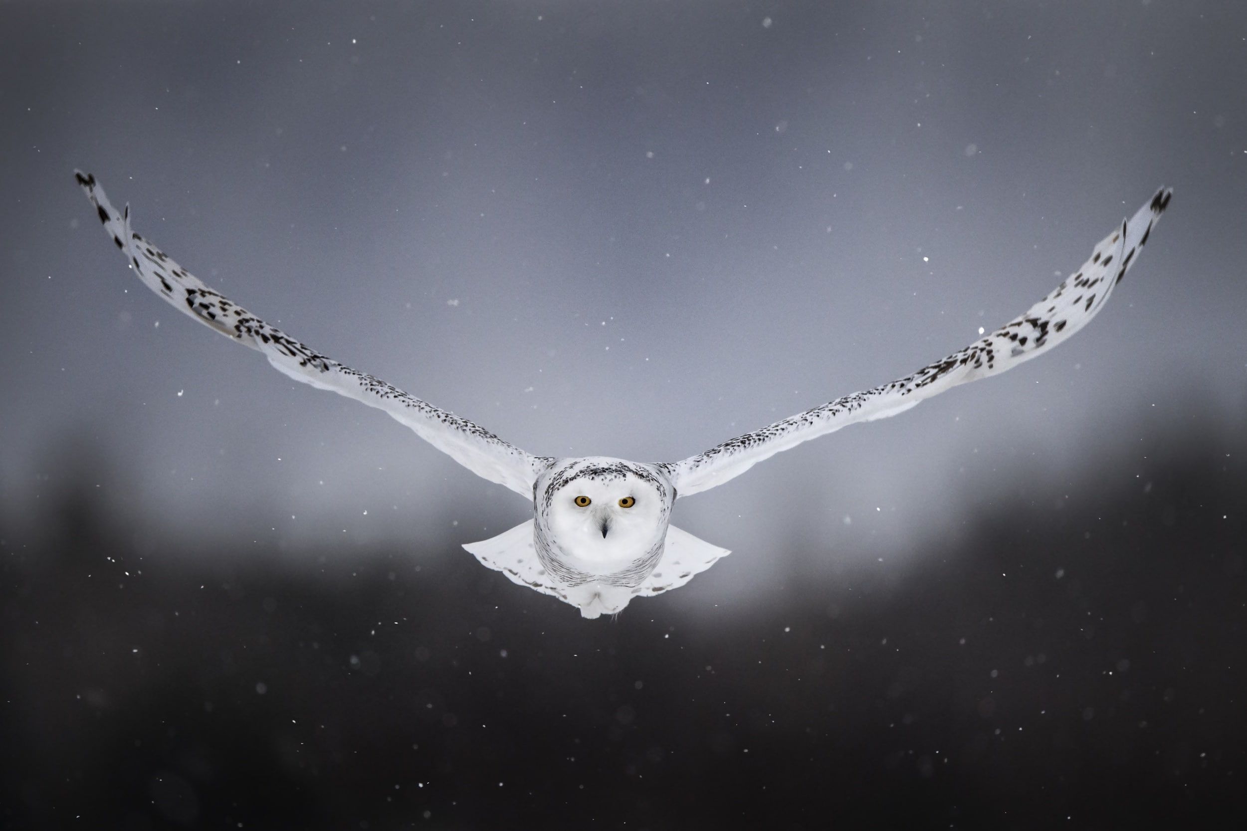 Snowy Owl Wallpapers