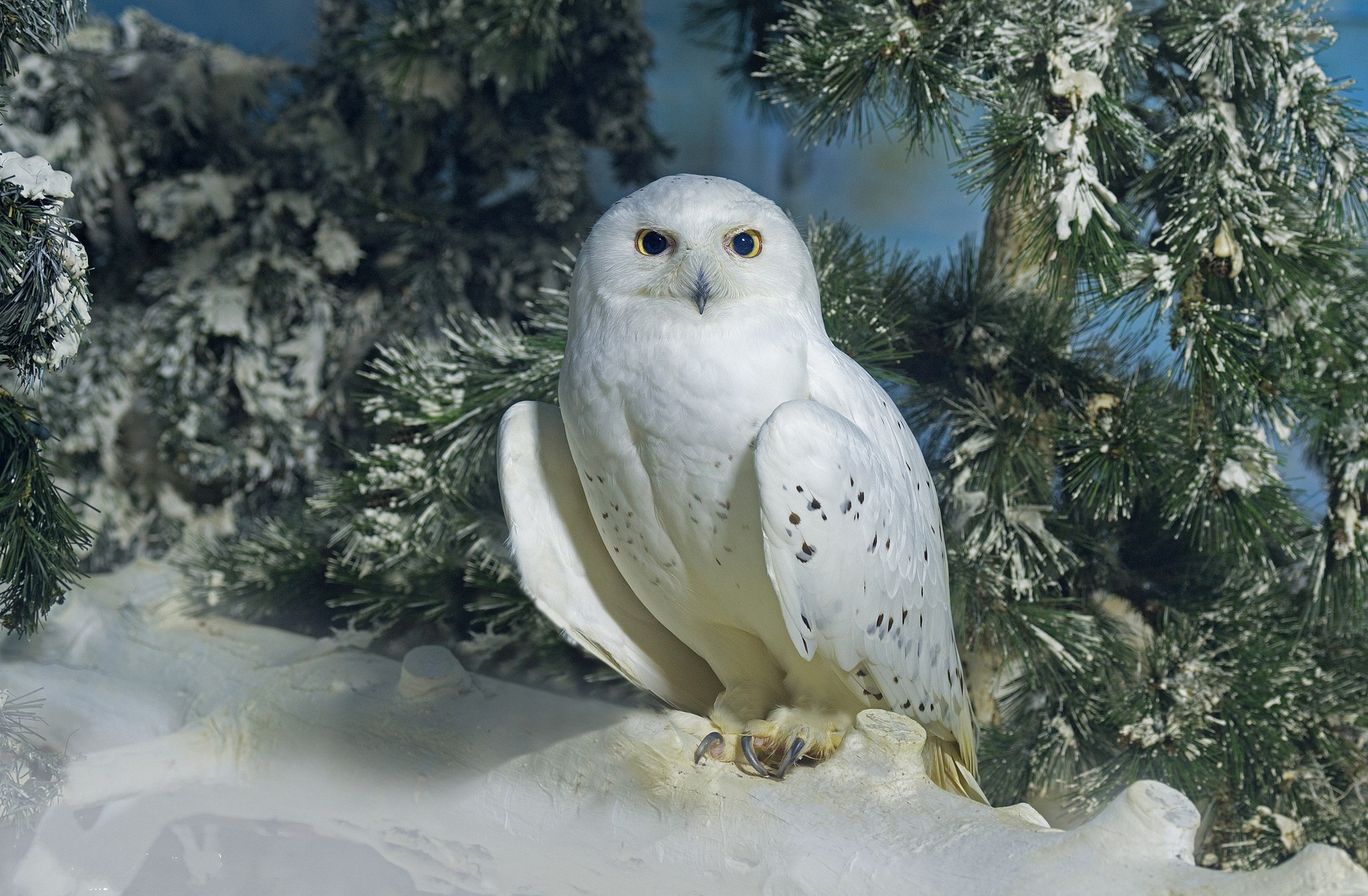 Snowy Owl Wallpapers