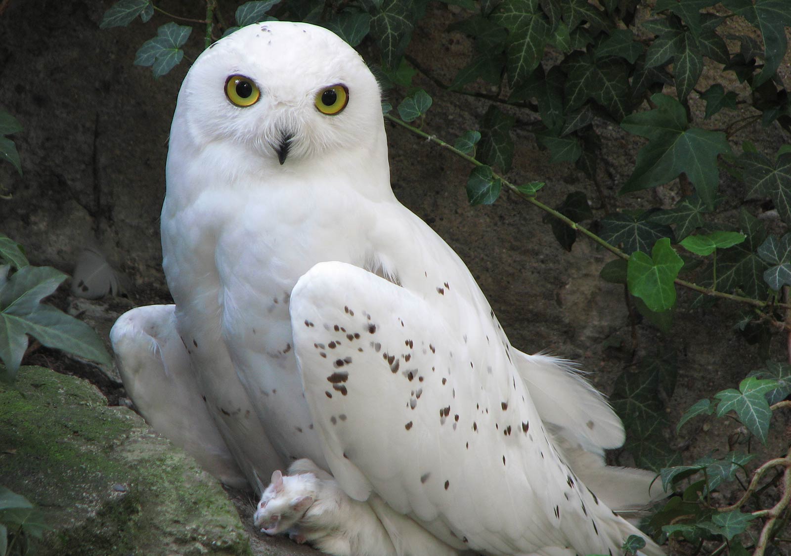 Snowy Owl Wallpapers