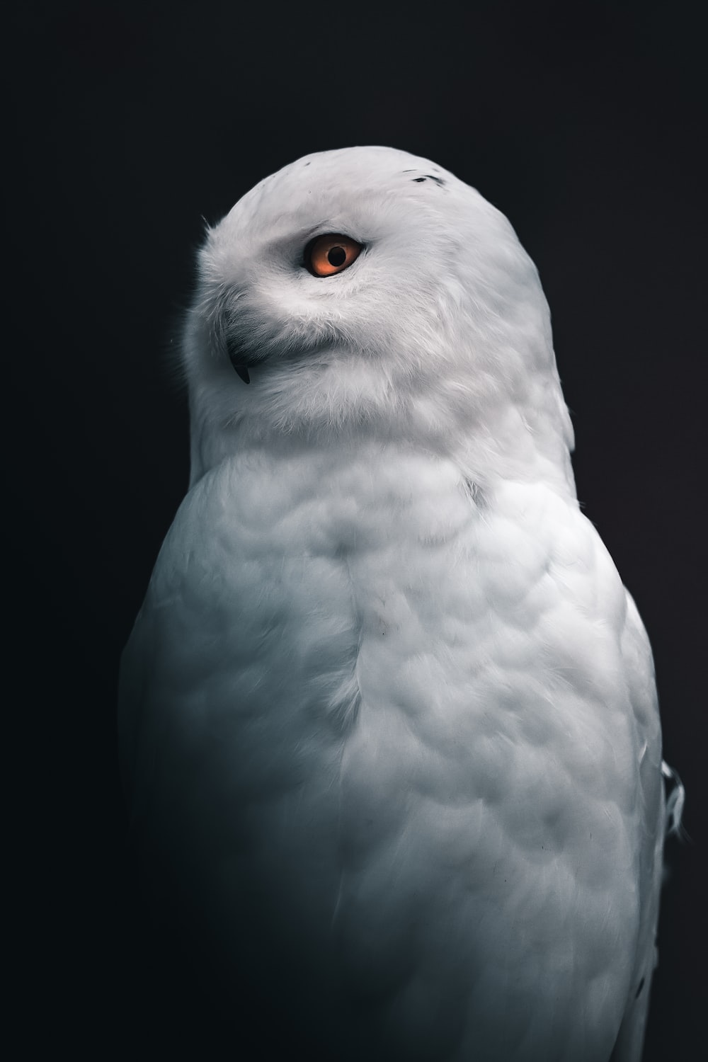 Snowy Owl Wallpapers