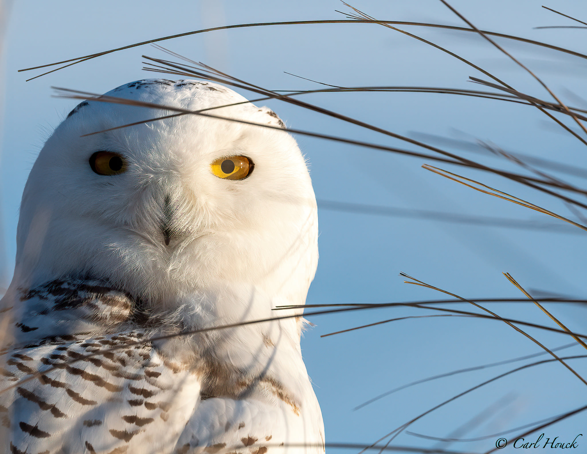 Snowy Owl Wallpapers