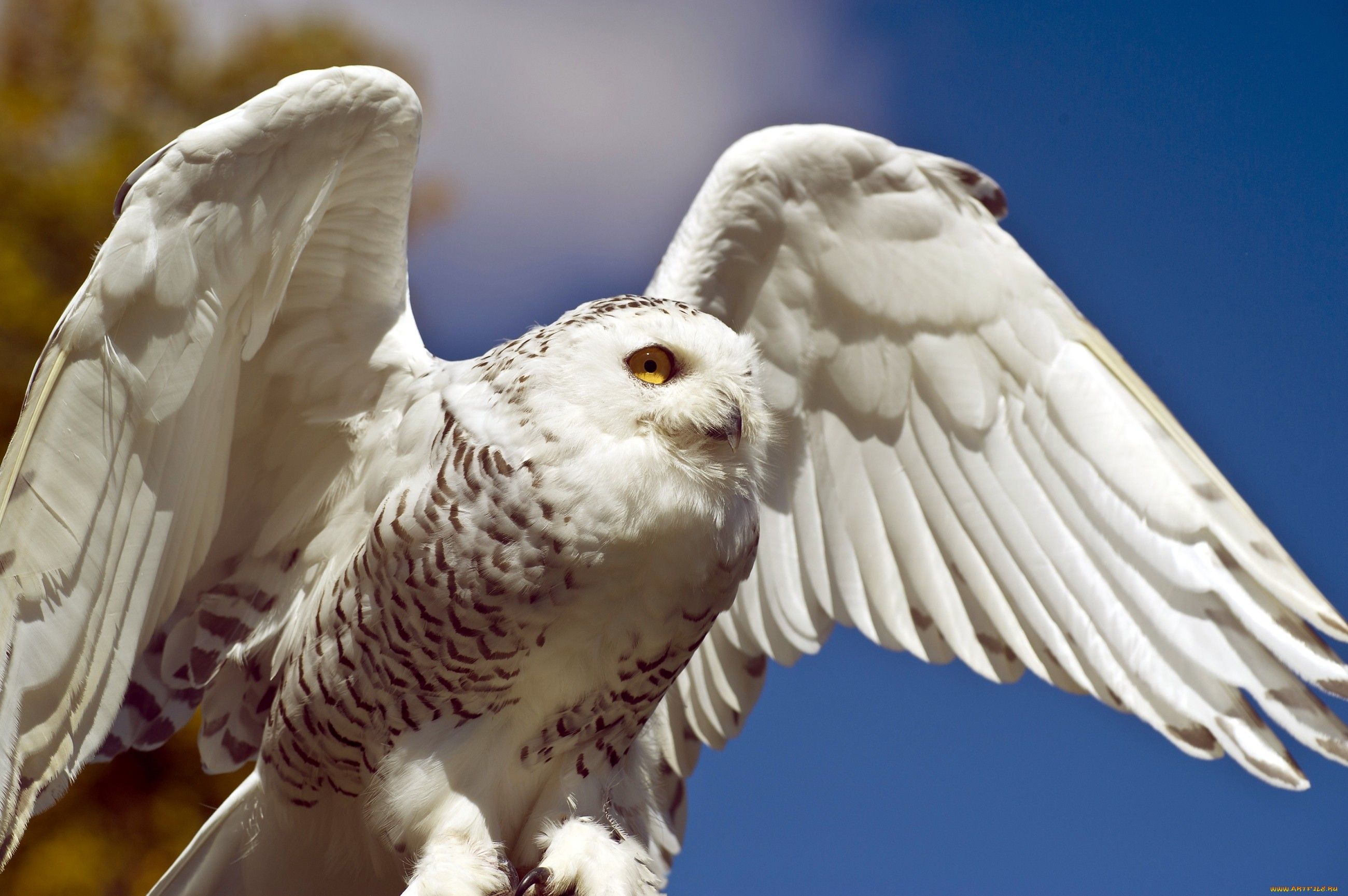 Snowy Owl Wallpapers