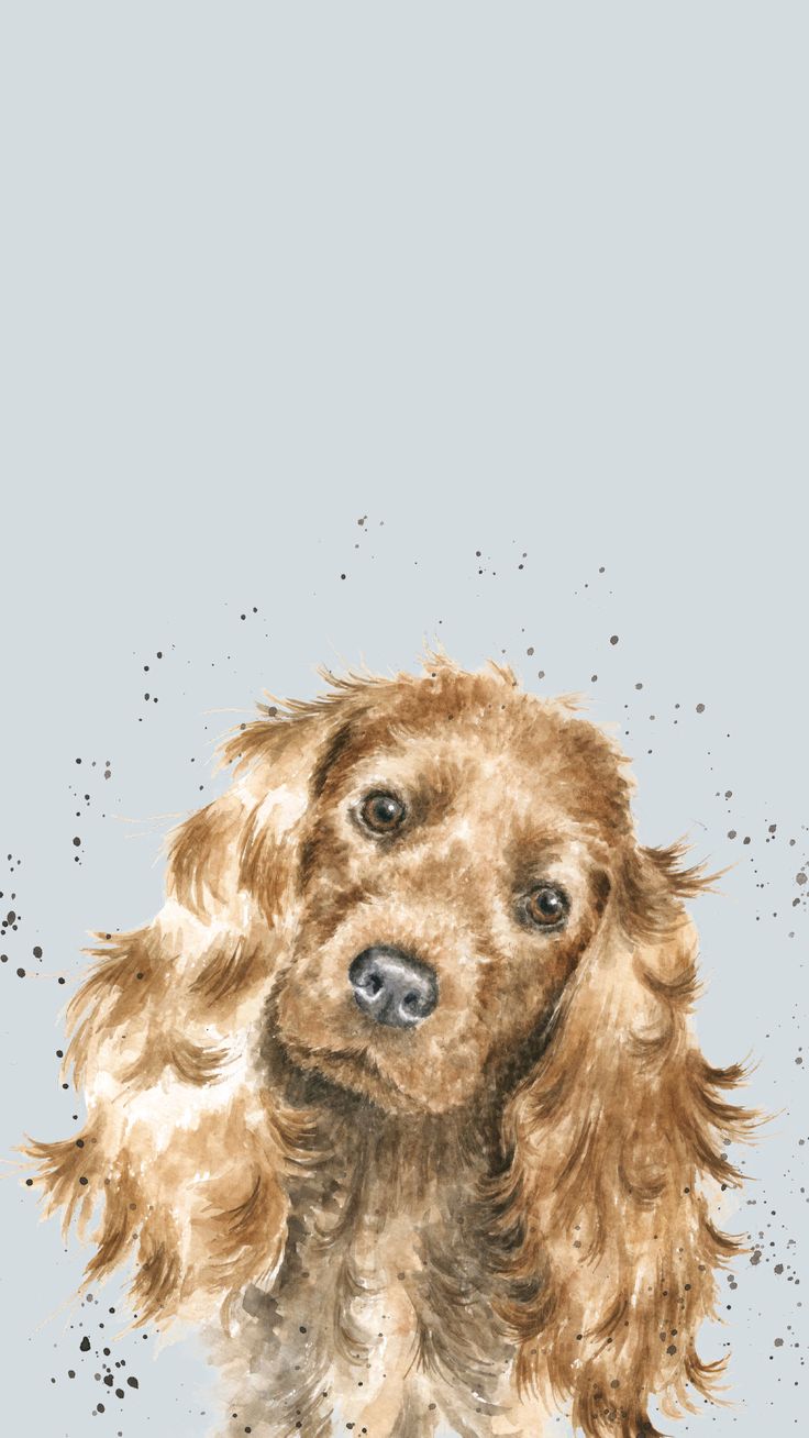 Spaniel Wallpapers