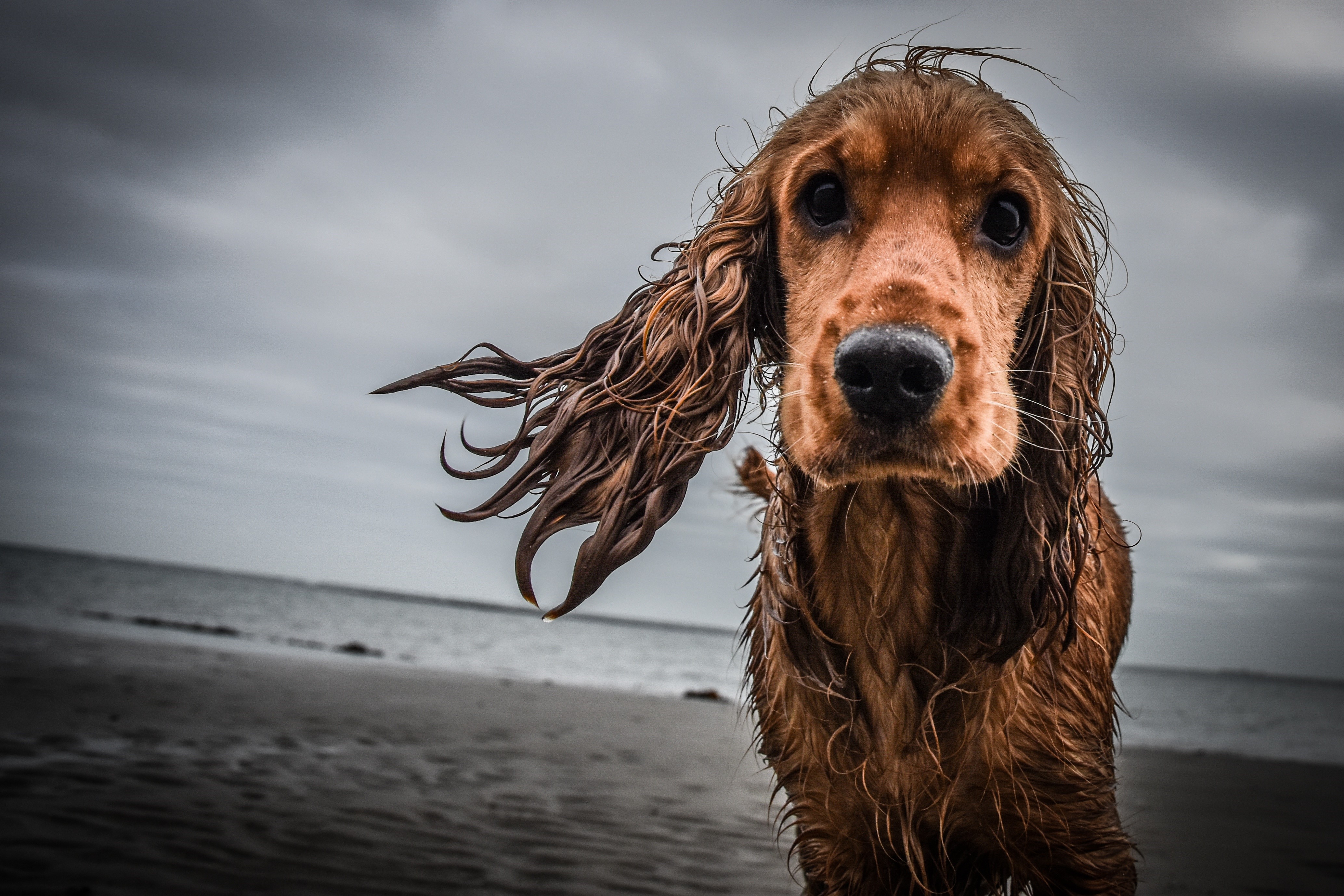 Spaniel Wallpapers