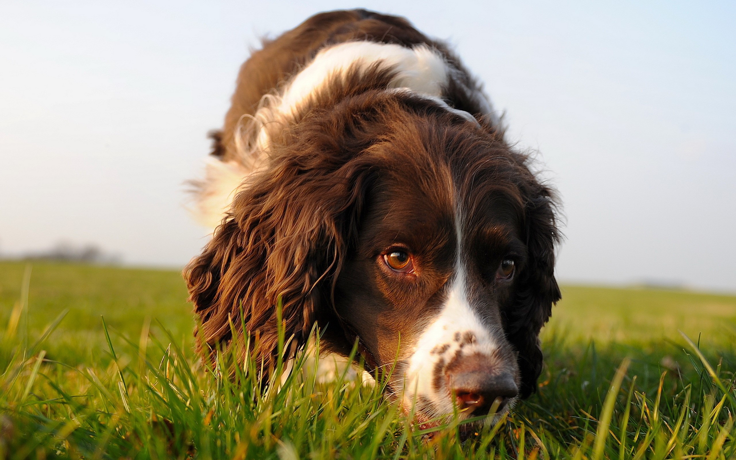 Spaniel Wallpapers