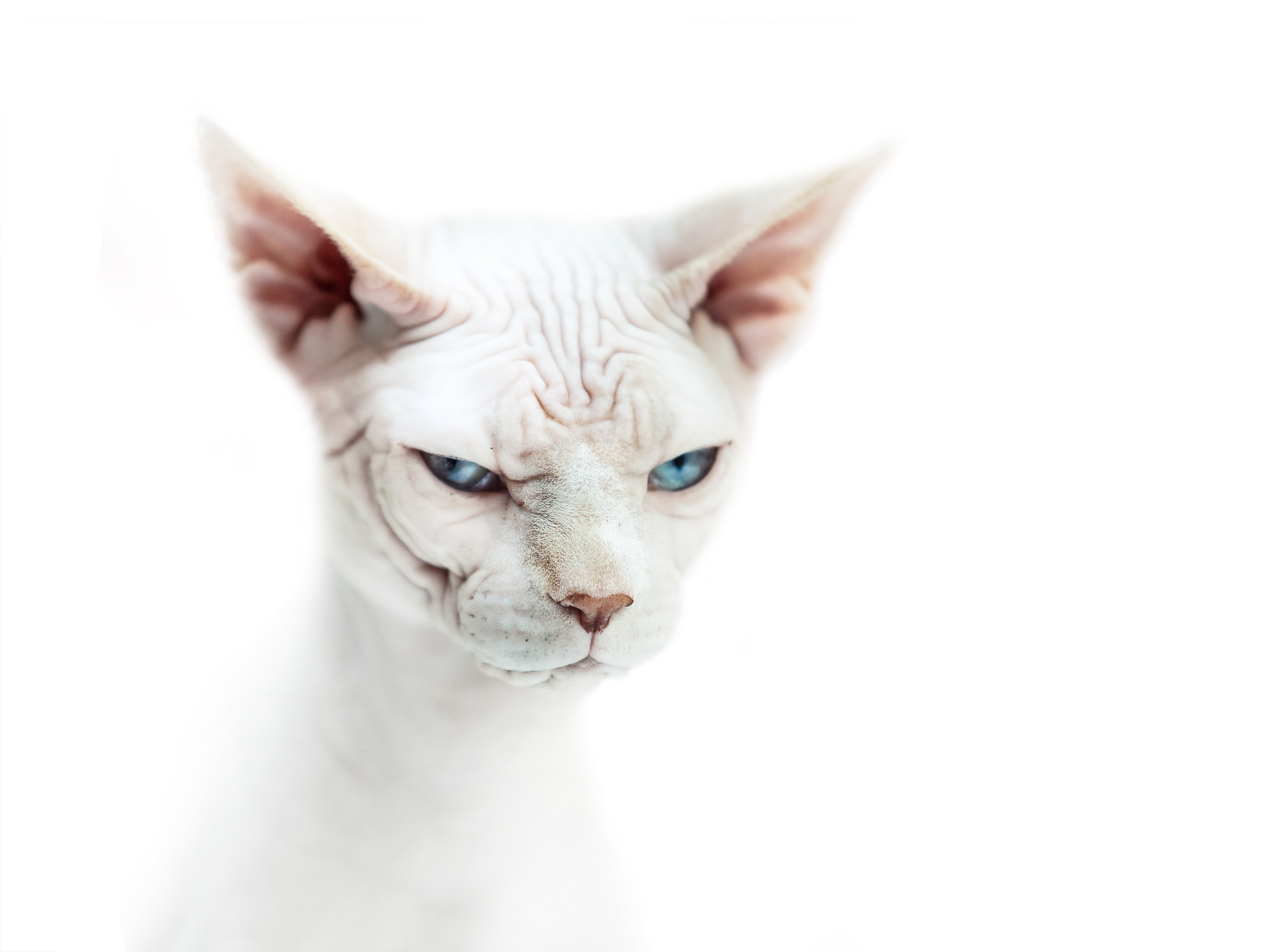 Sphynx Cat Wallpapers