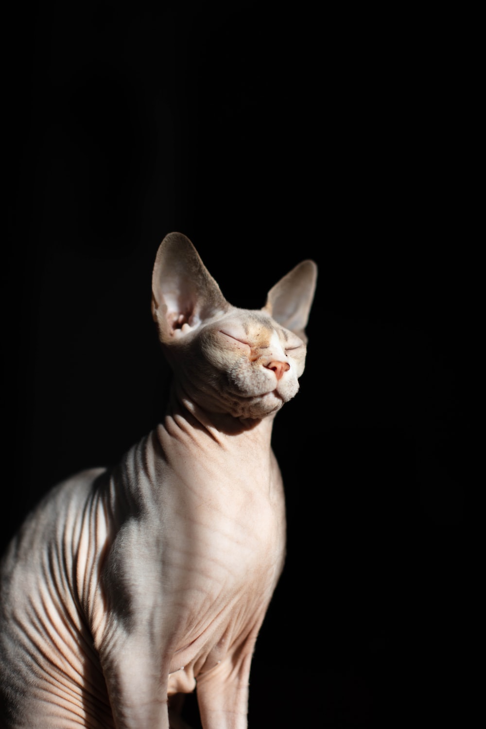 Sphynx Cat Wallpapers