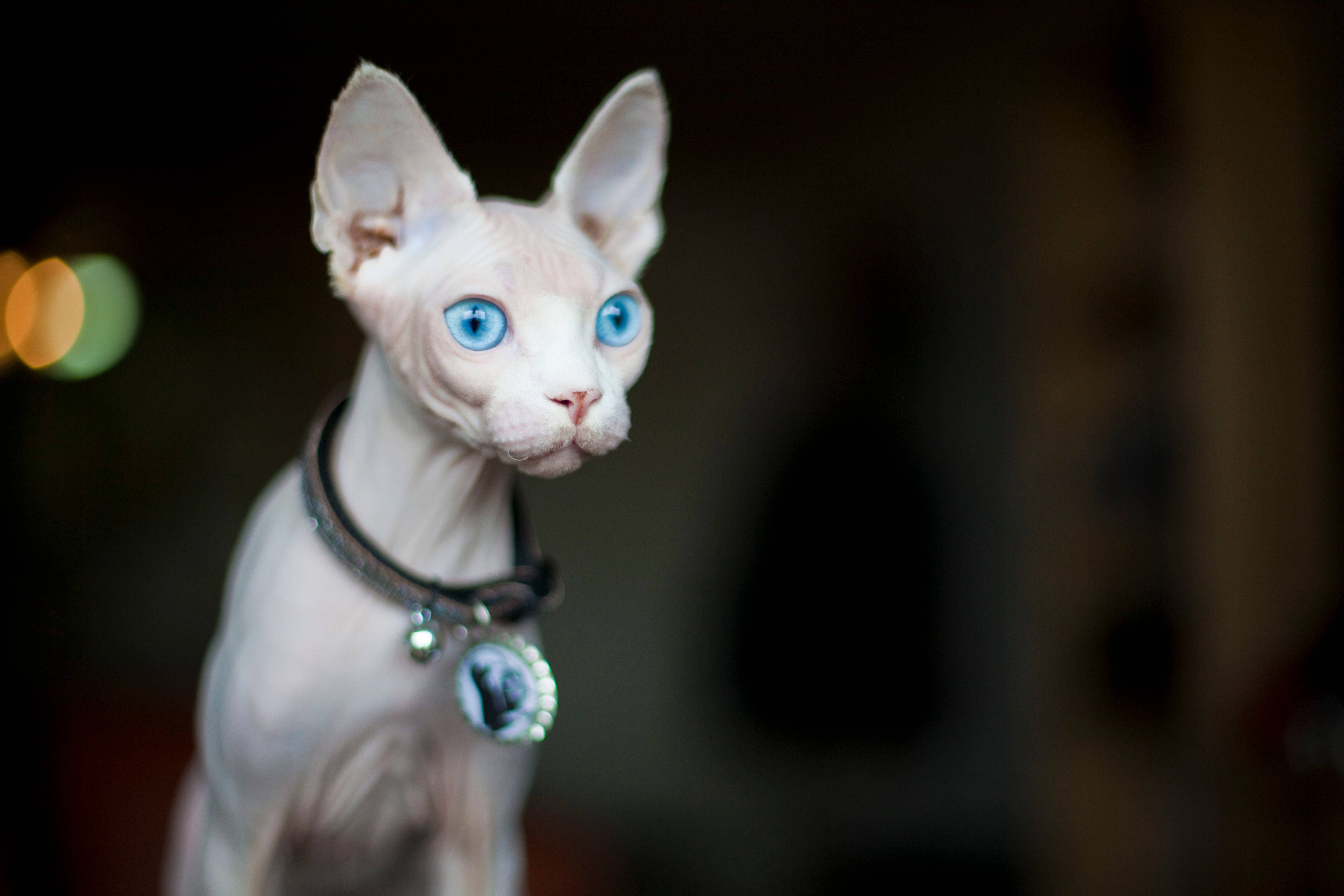 Sphynx Cat Wallpapers