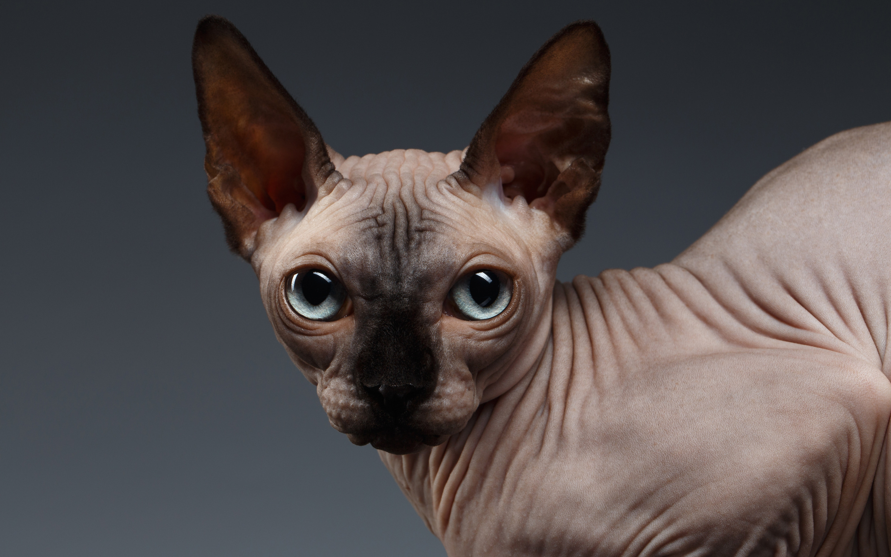 Sphynx Cat Wallpapers