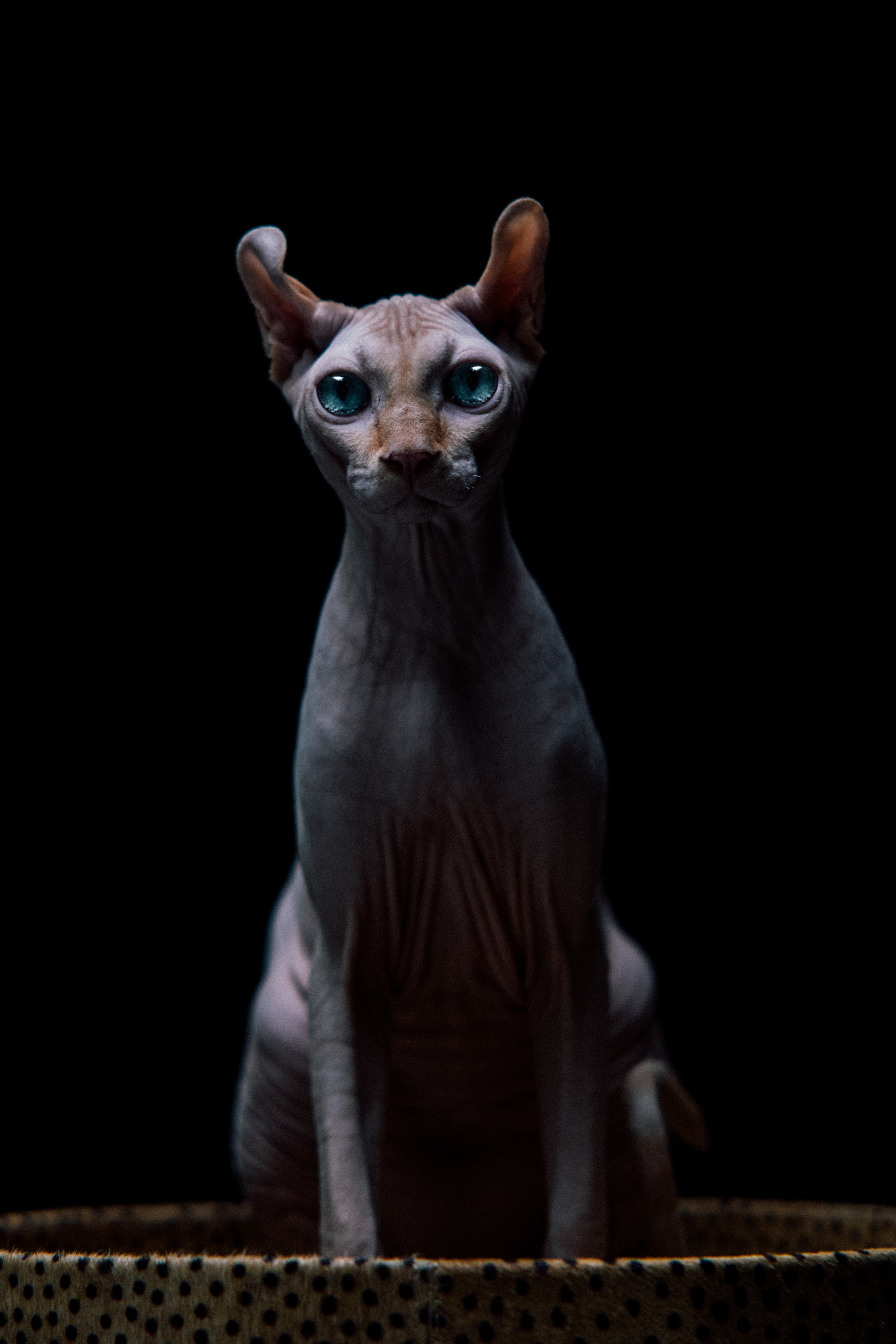 Sphynx Cat Wallpapers