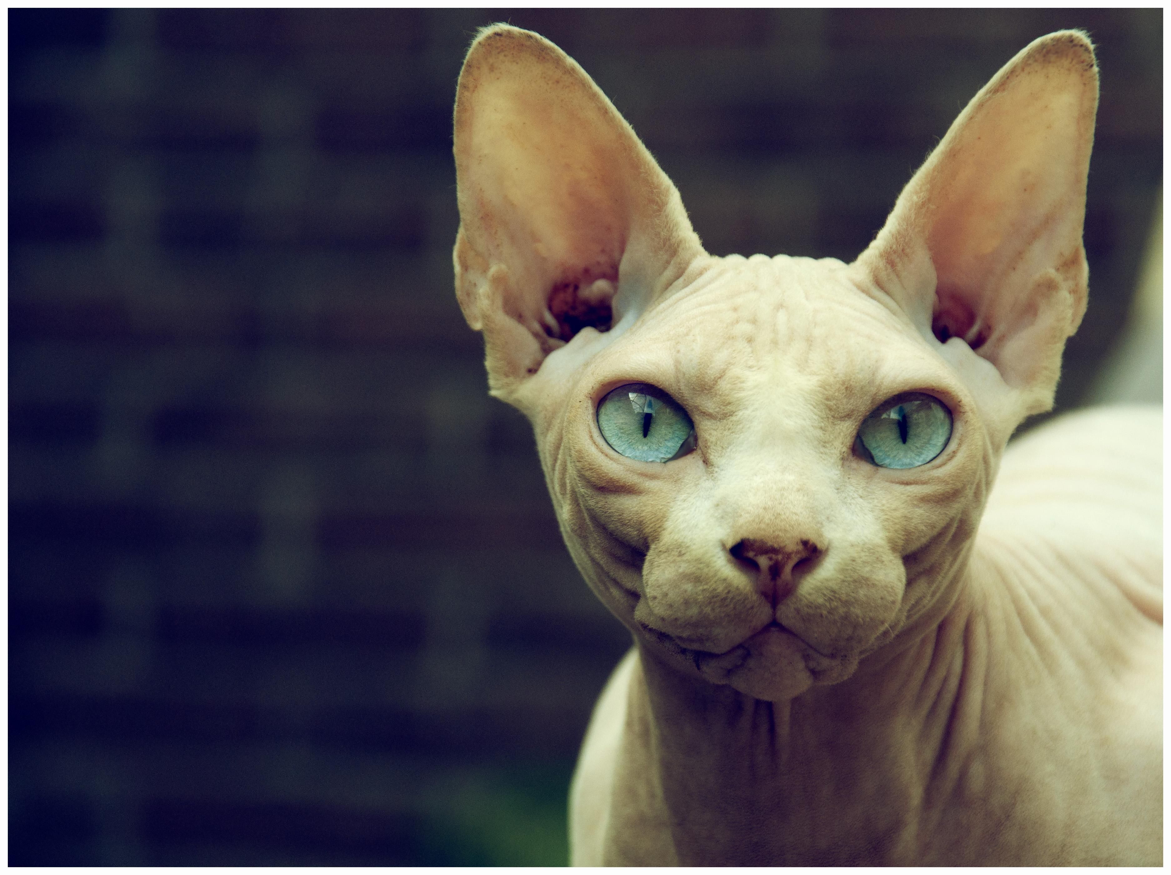 Sphynx Cat Wallpapers