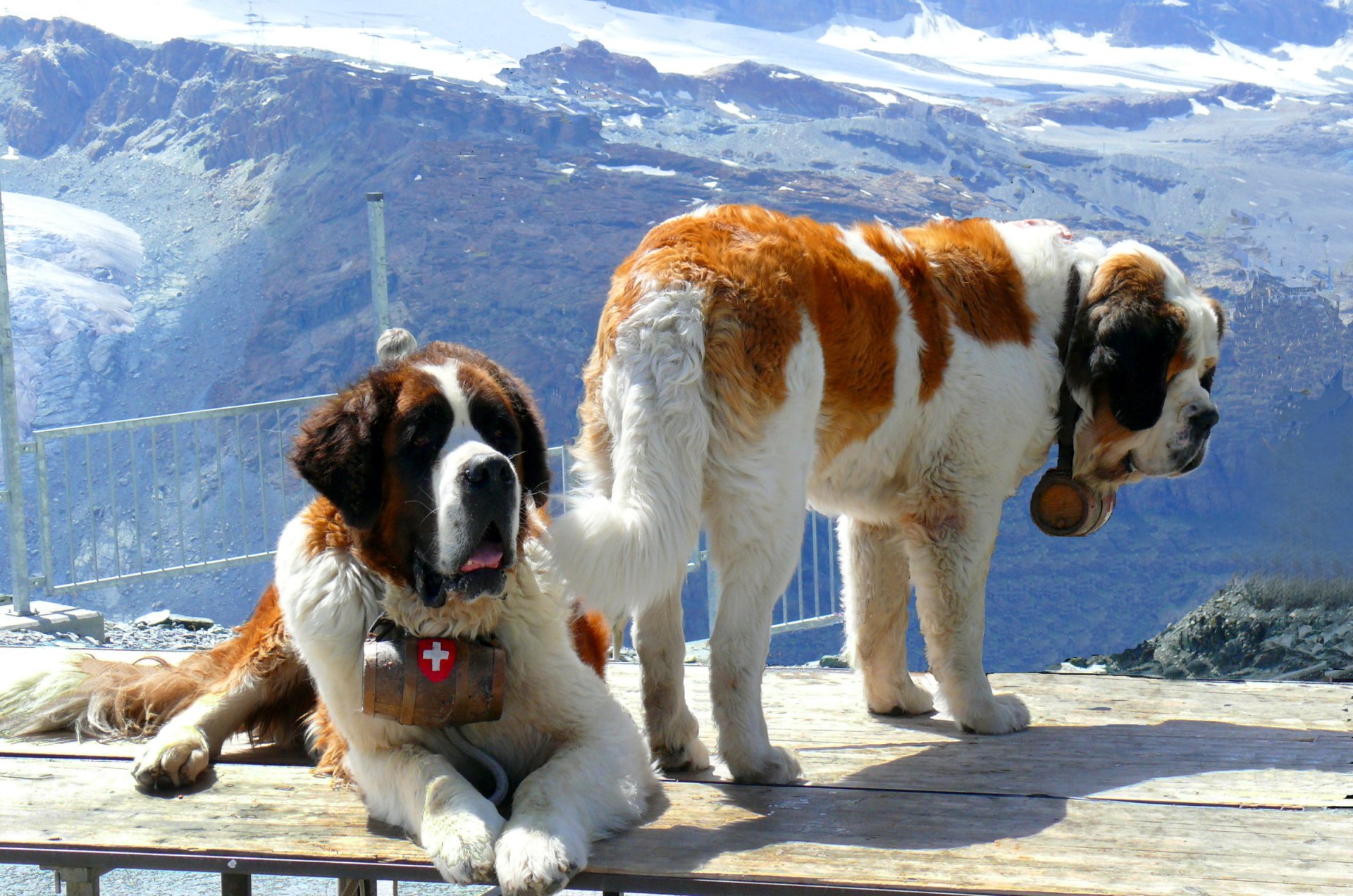 St. Bernard Wallpapers