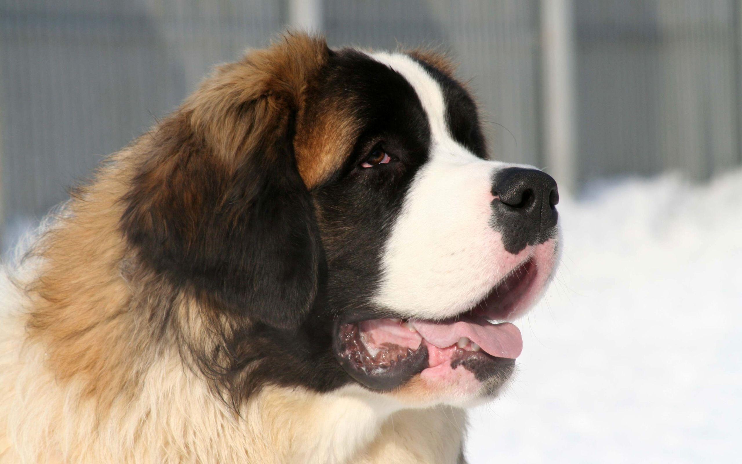 St. Bernard Wallpapers