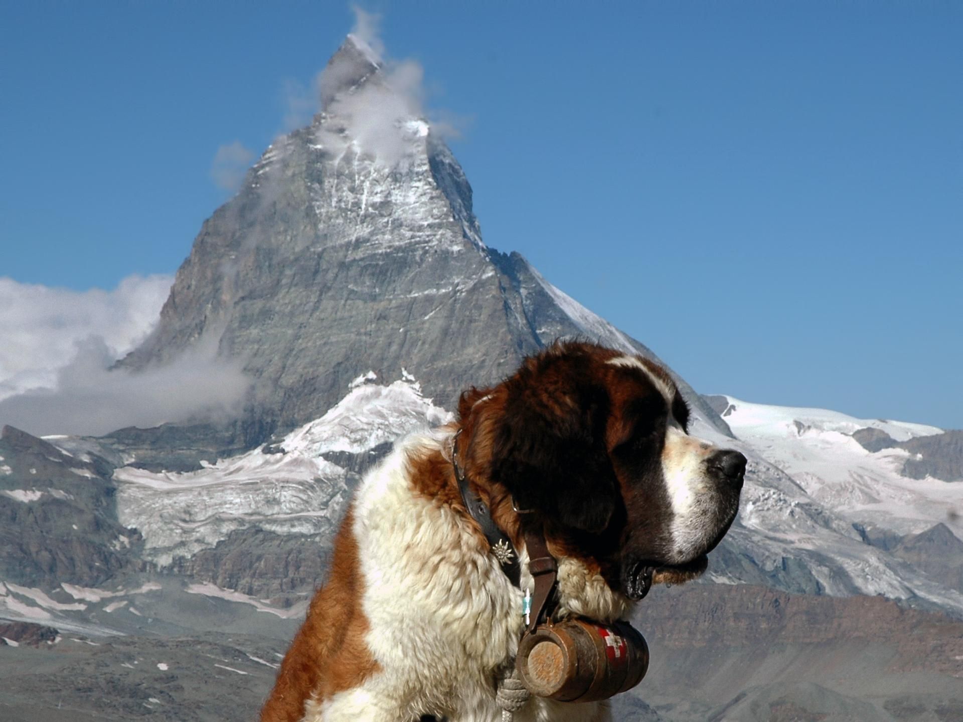 St. Bernard Wallpapers