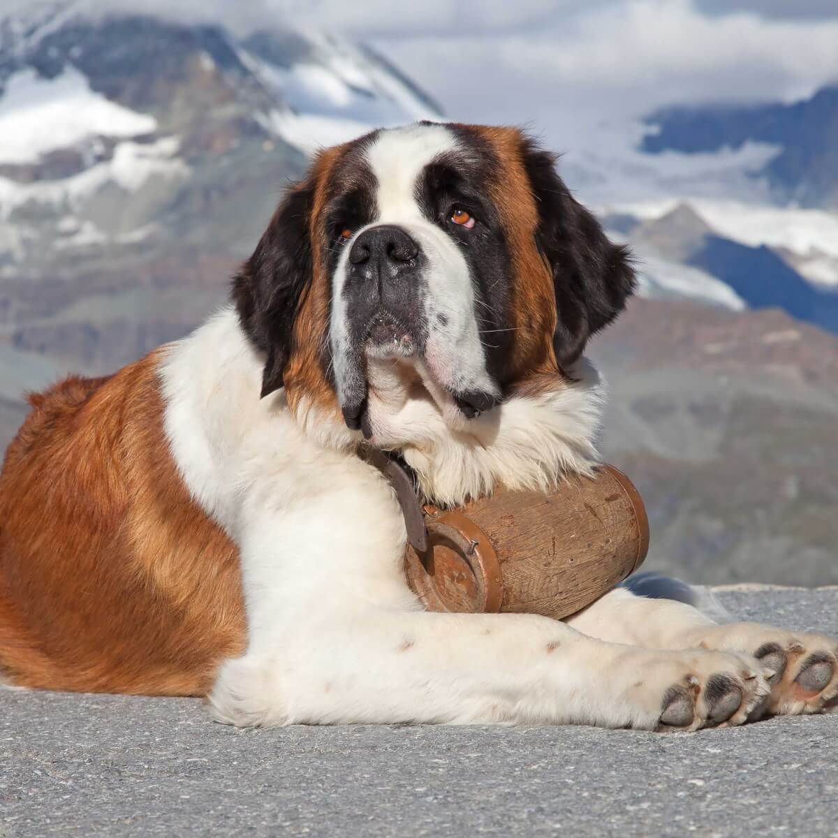 St. Bernard Wallpapers