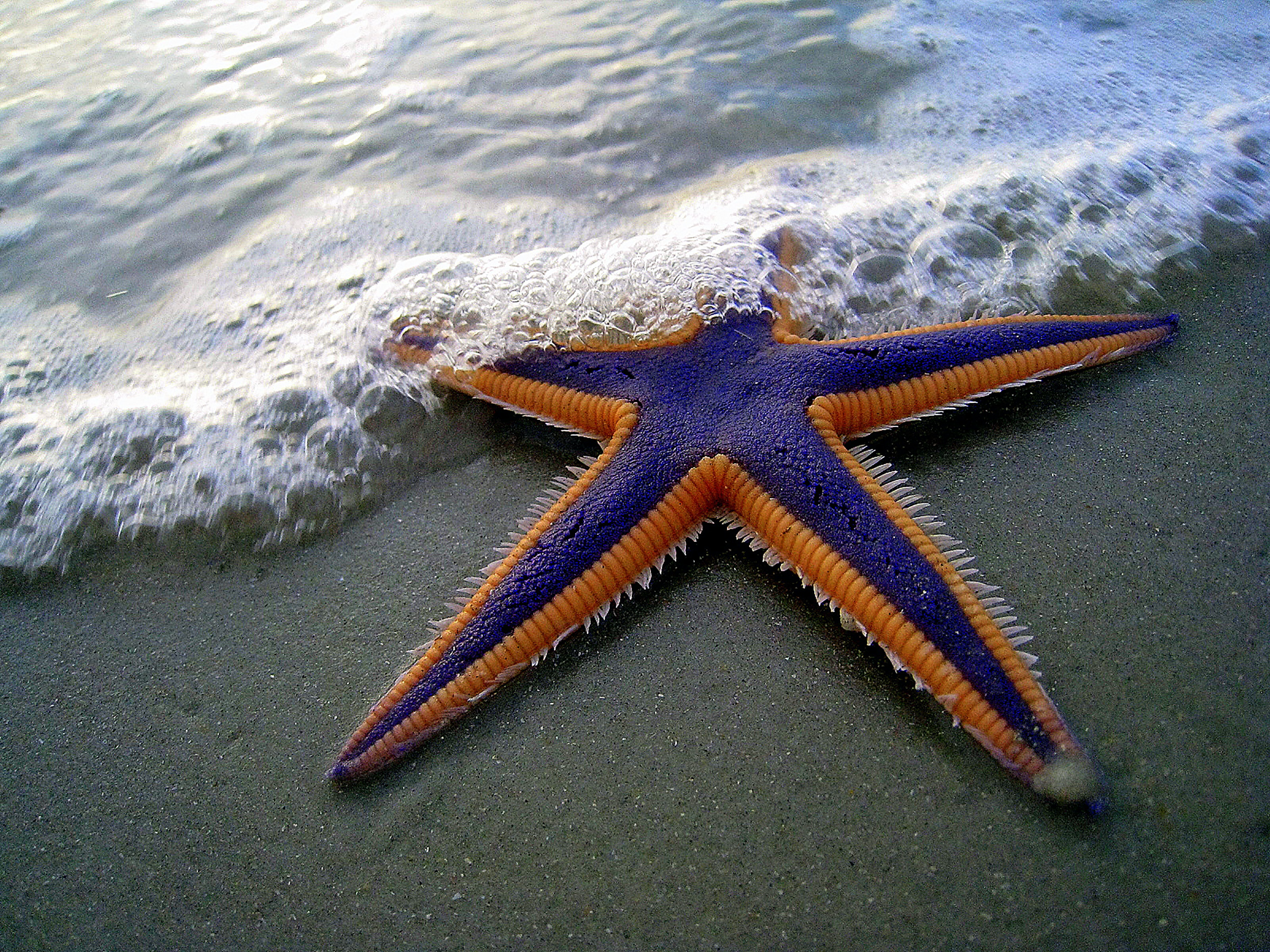 Starfish Wallpapers