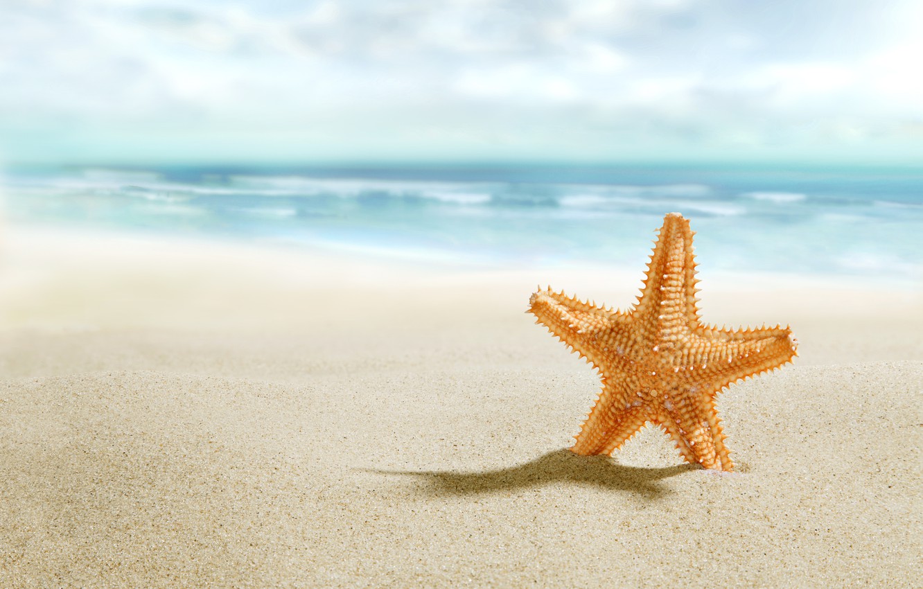 Starfish Wallpapers