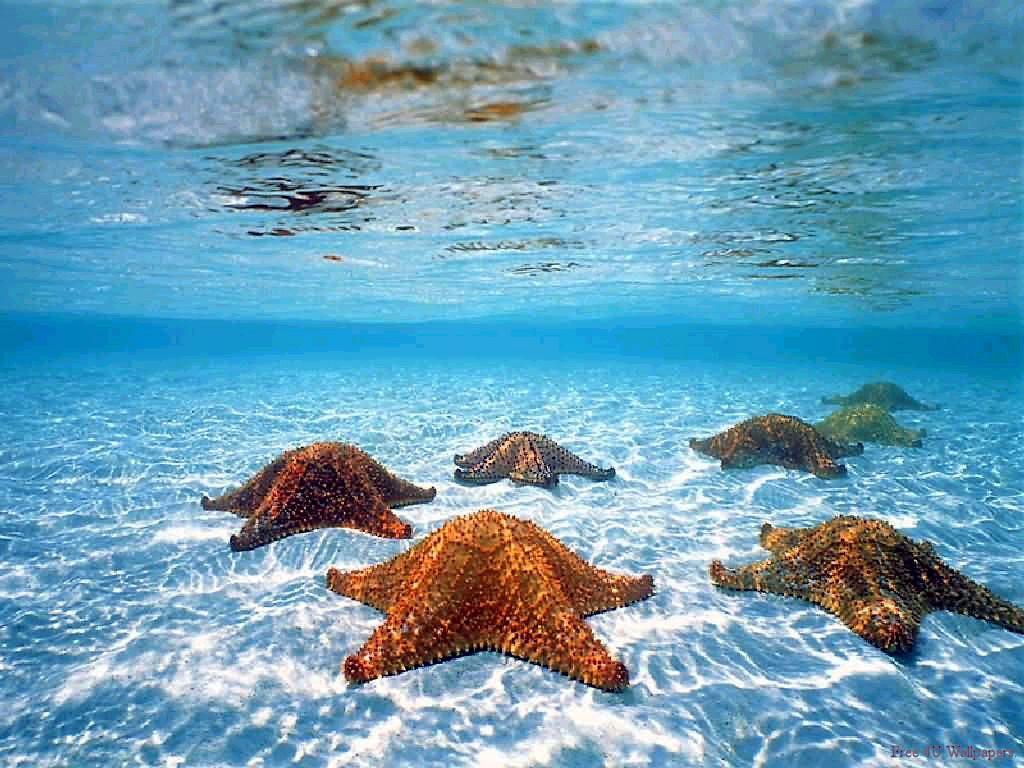 Starfish Wallpapers