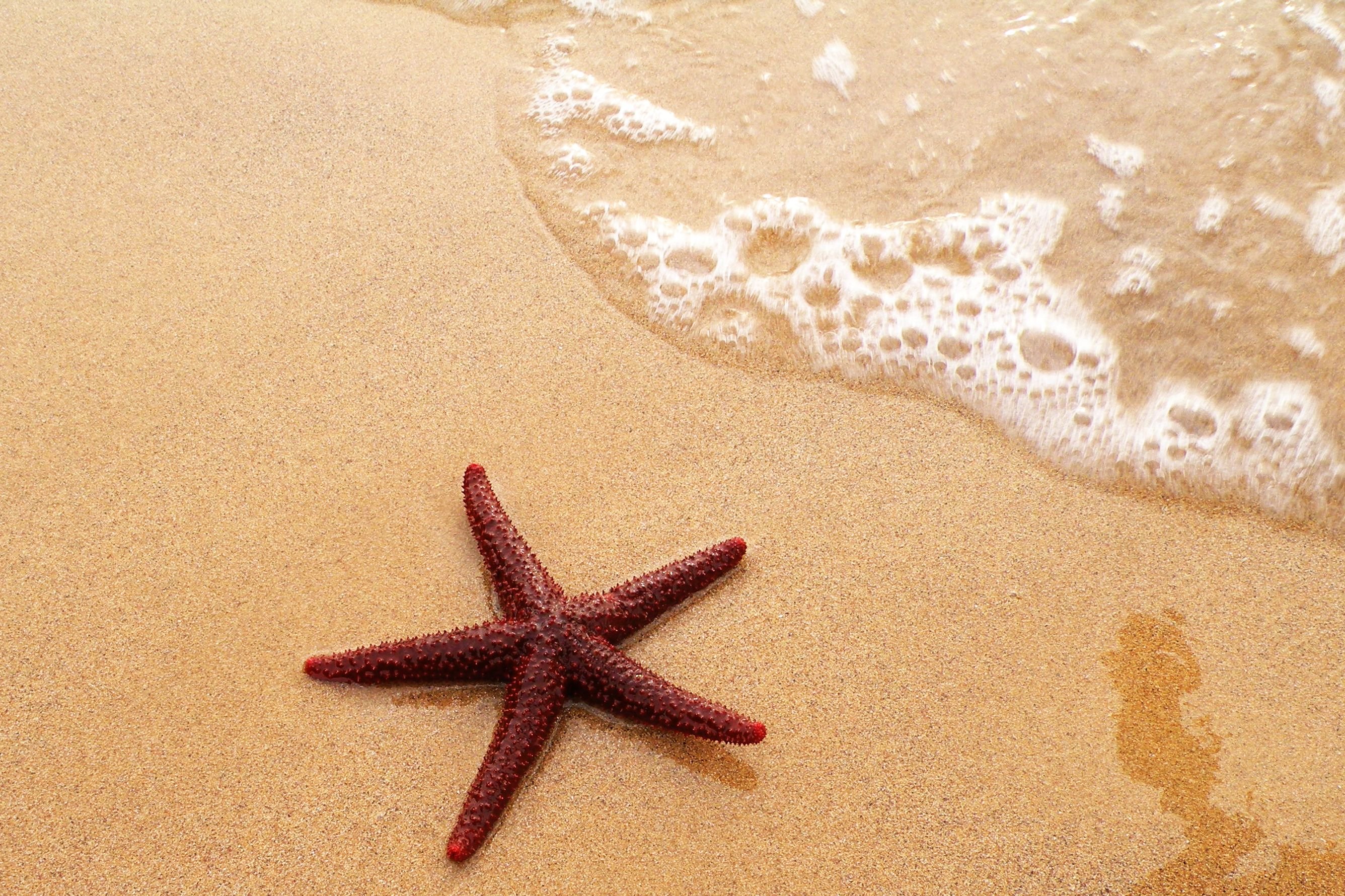 Starfish Wallpapers