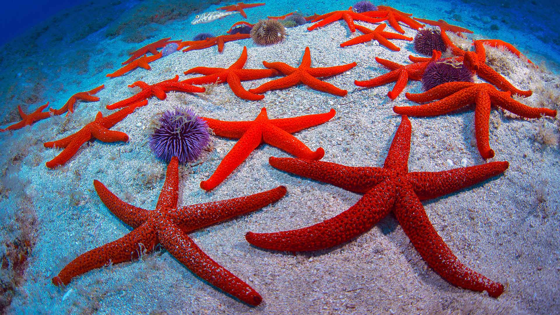 Starfish Wallpapers