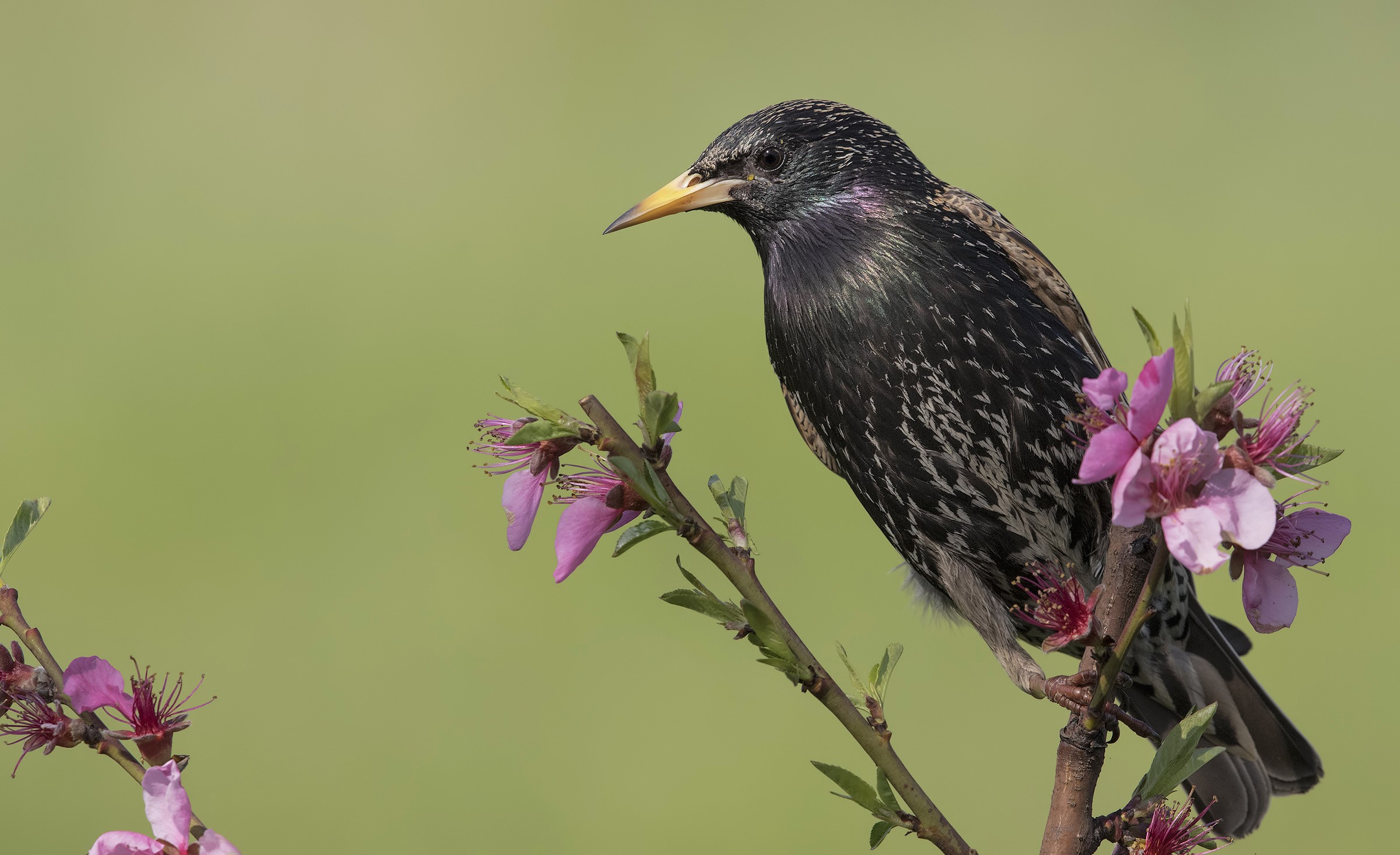 Starling Wallpapers