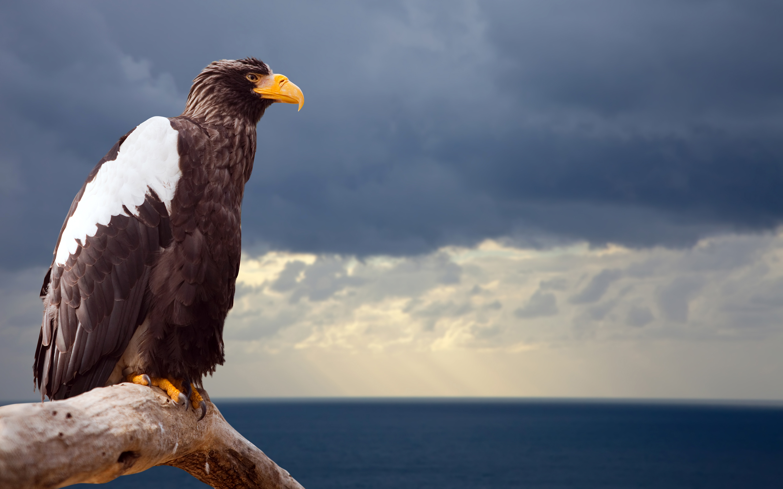 Steller'S Sea Eagle Wallpapers