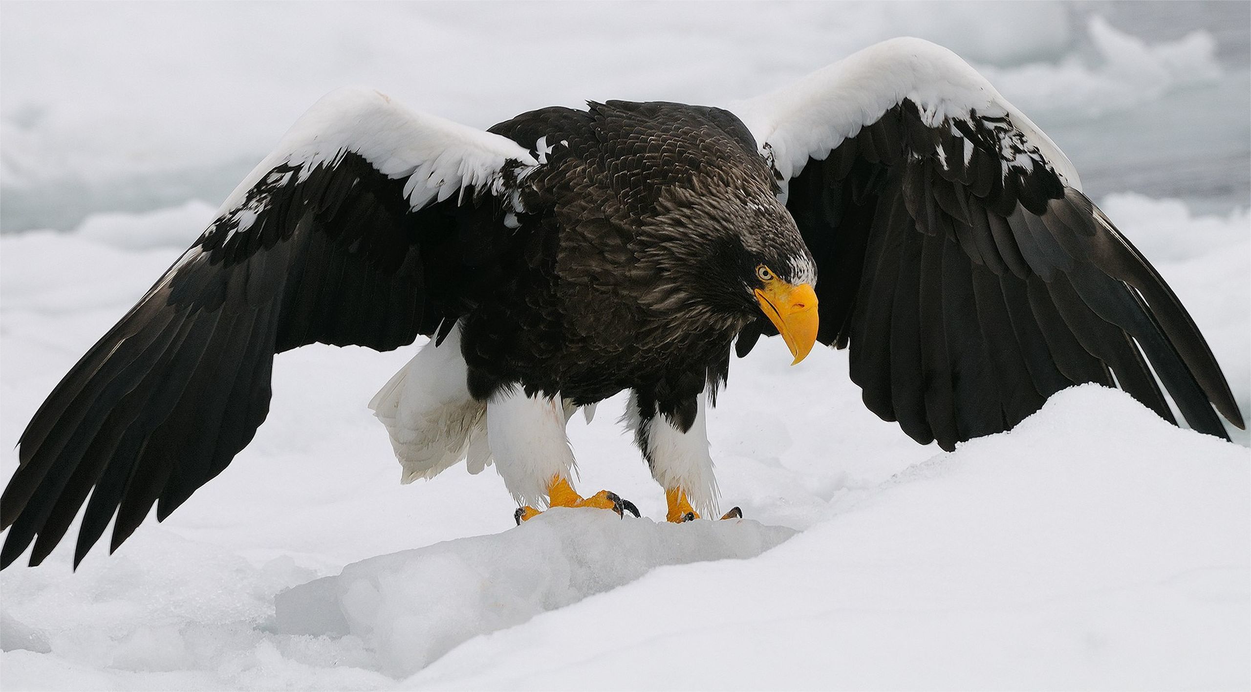 Steller'S Sea Eagle Wallpapers