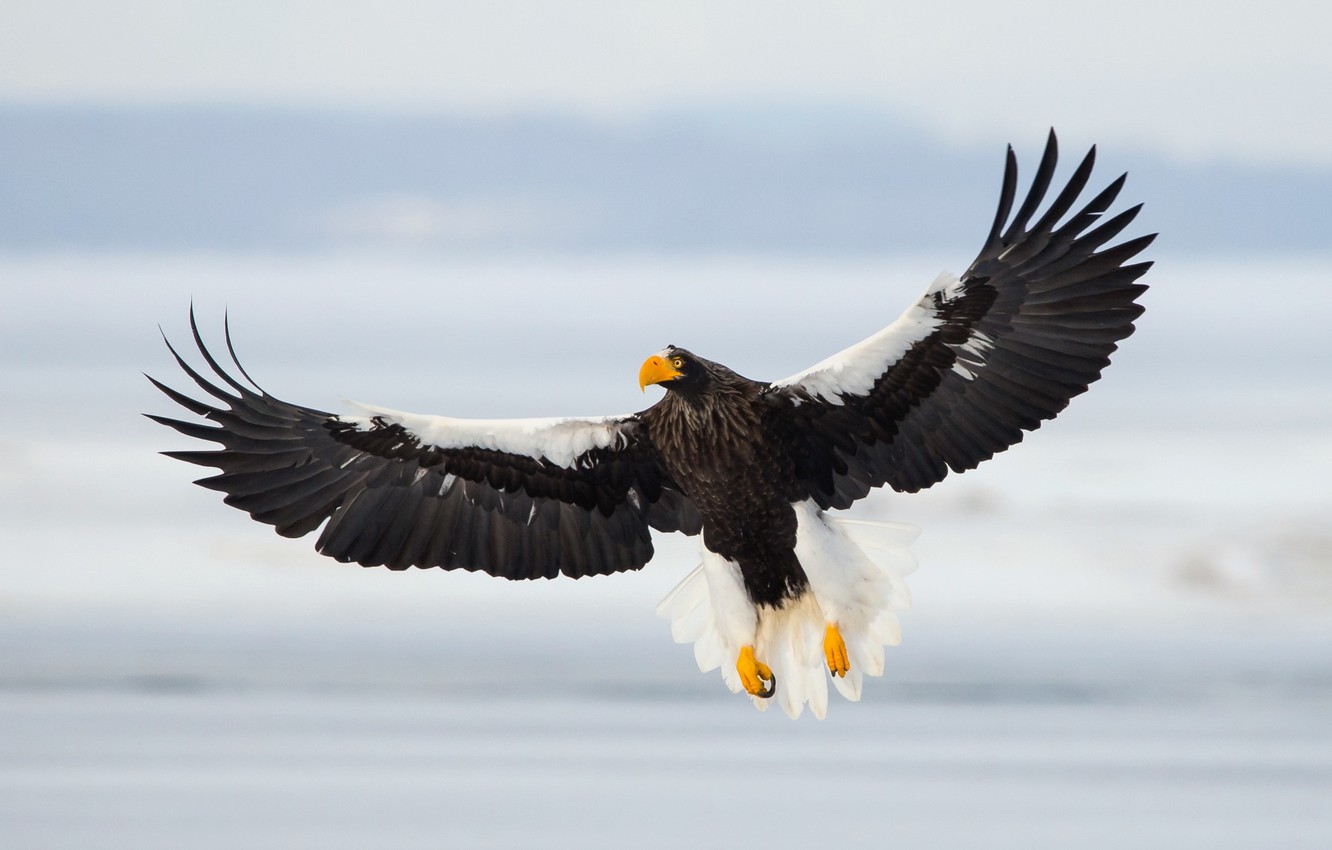 Steller'S Sea Eagle Wallpapers